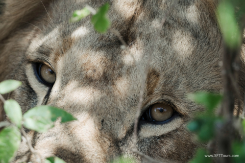 TZ Value 21 Sep 2024 Tatiana S-477