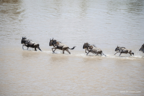 TZ Value 21 Sep 2024 Tatiana S-497