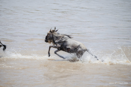 TZ Value 21 Sep 2024 Tatiana S-499