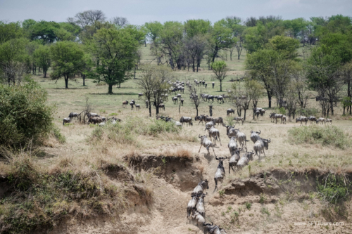 TZ Value 21 Sep 2024 Tatiana S-500