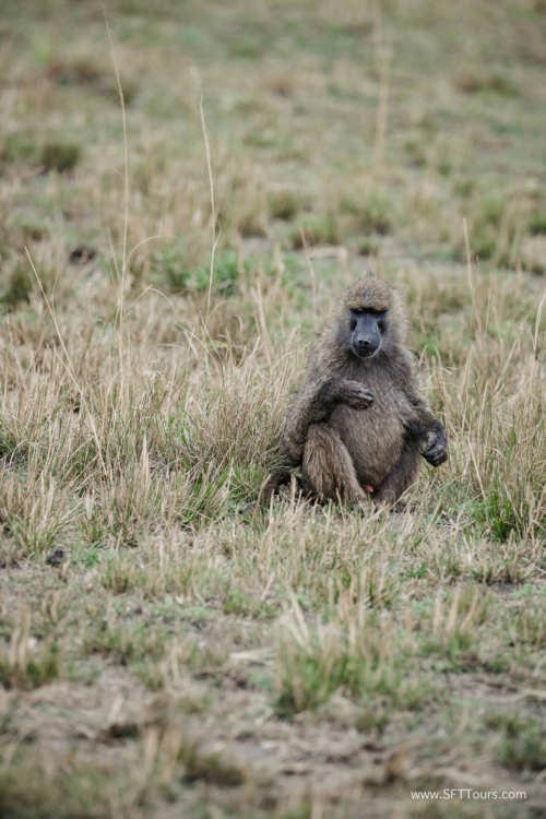 TZ Value 21 Sep 2024 Tatiana S-503