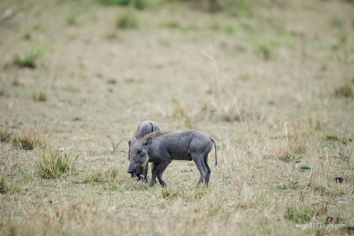 TZ Value 21 Sep 2024 Tatiana S-509