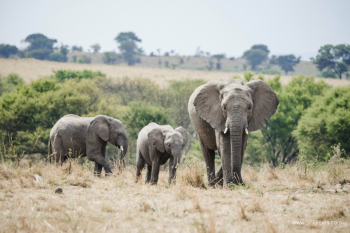 TZ Value 21 Sep 2024 Tatiana S-516