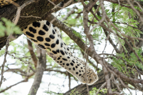 TZ Value 21 Sep 2024 Tatiana S-520