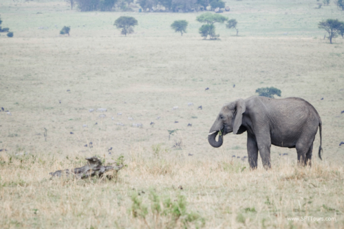 TZ Value 21 Sep 2024 Tatiana S-523