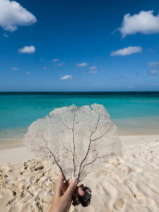 Caribbean Scouting 2025 L-71