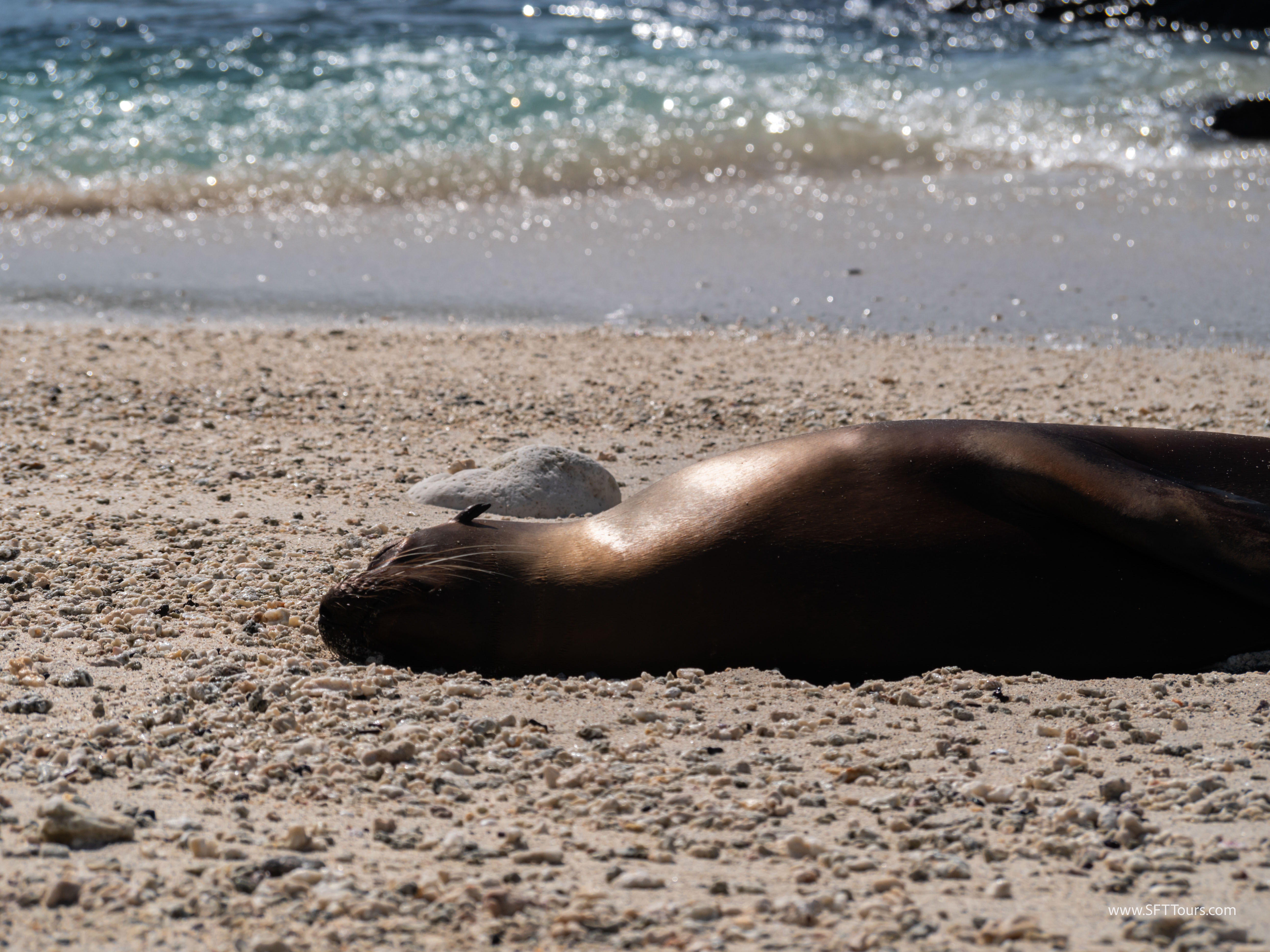 Galapagos Scouting 2025 L-101