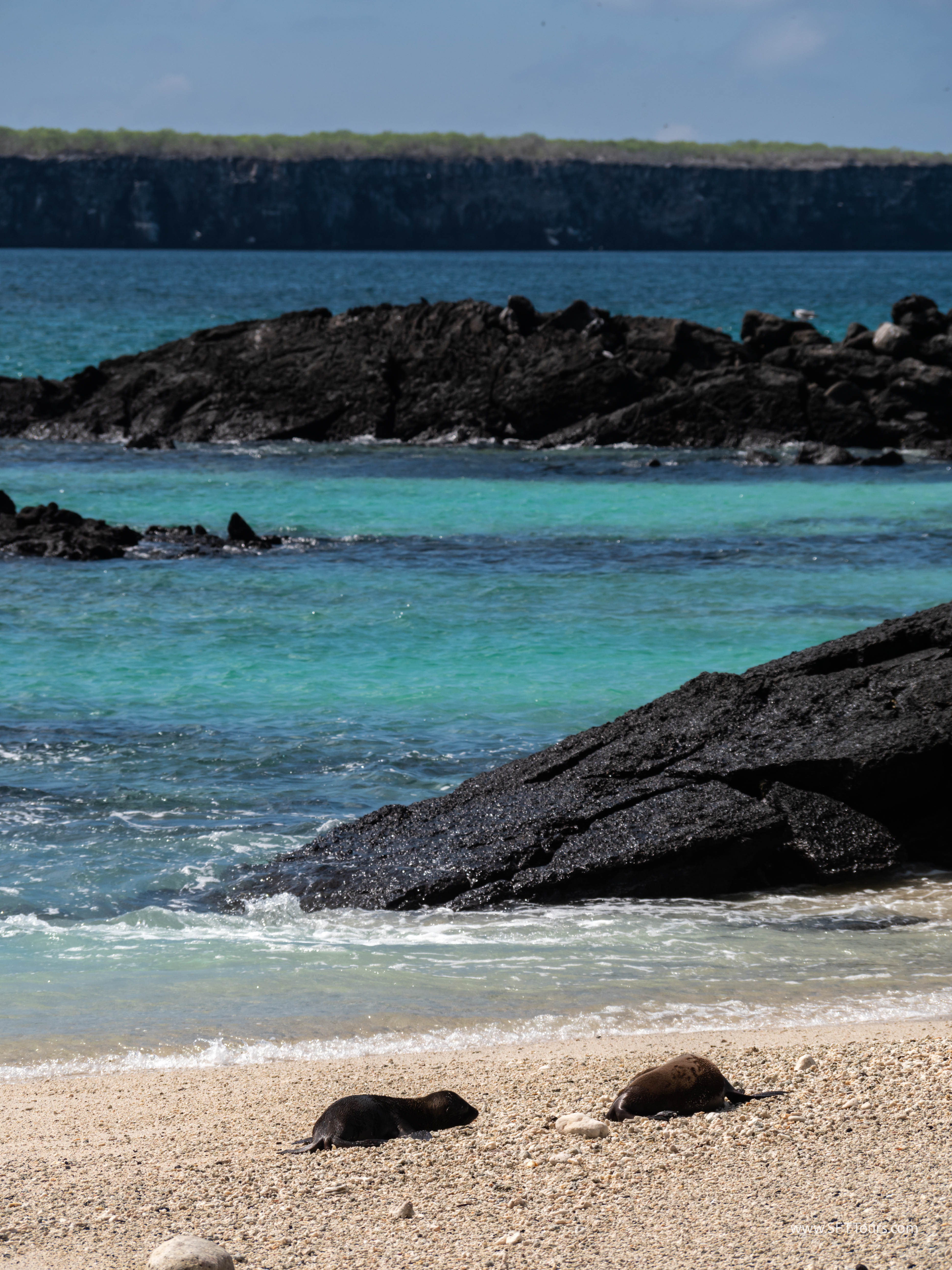 Galapagos Scouting 2025 L-104