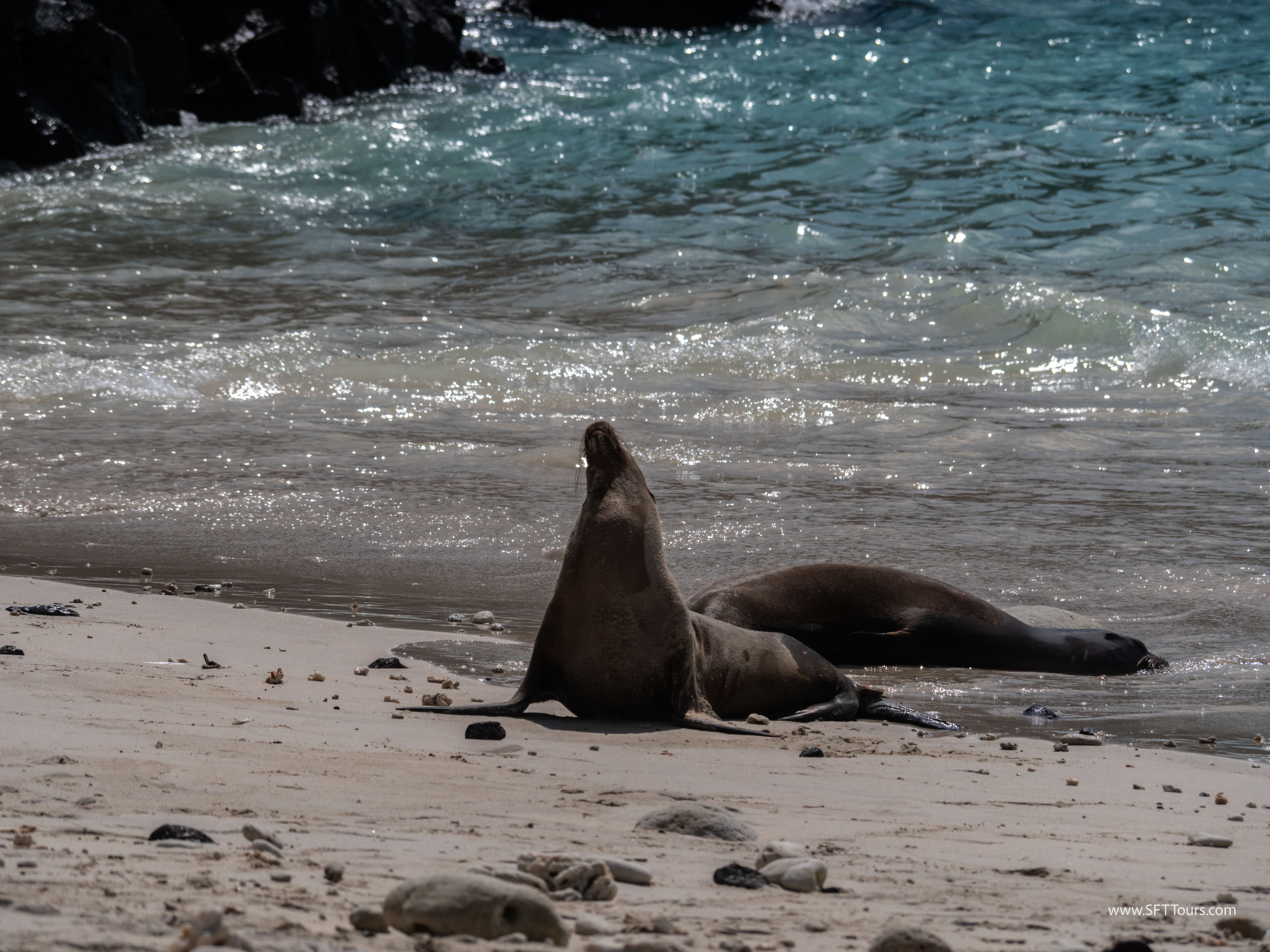 Galapagos Scouting 2025 L-105