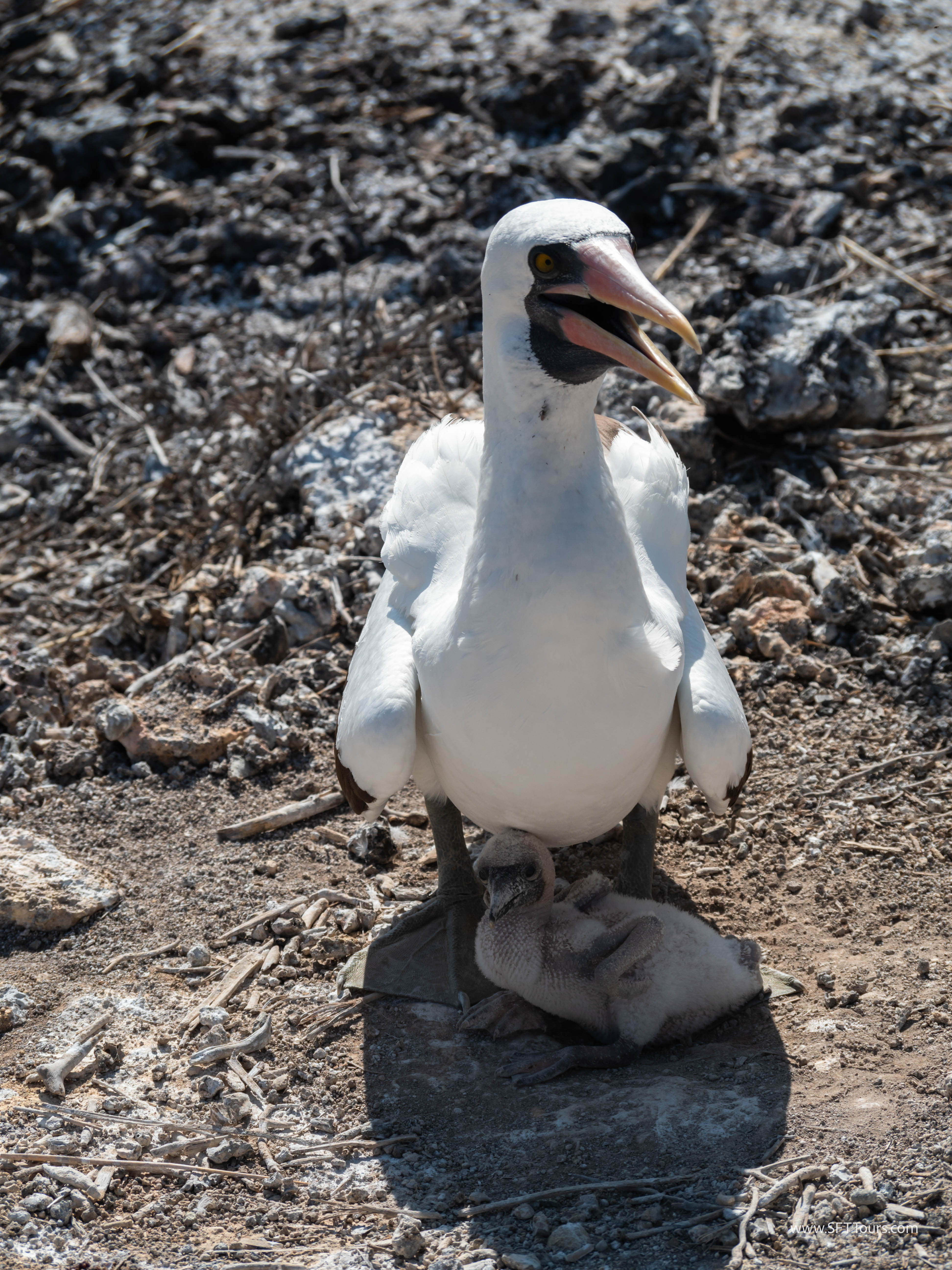 Galapagos Scouting 2025 L-109