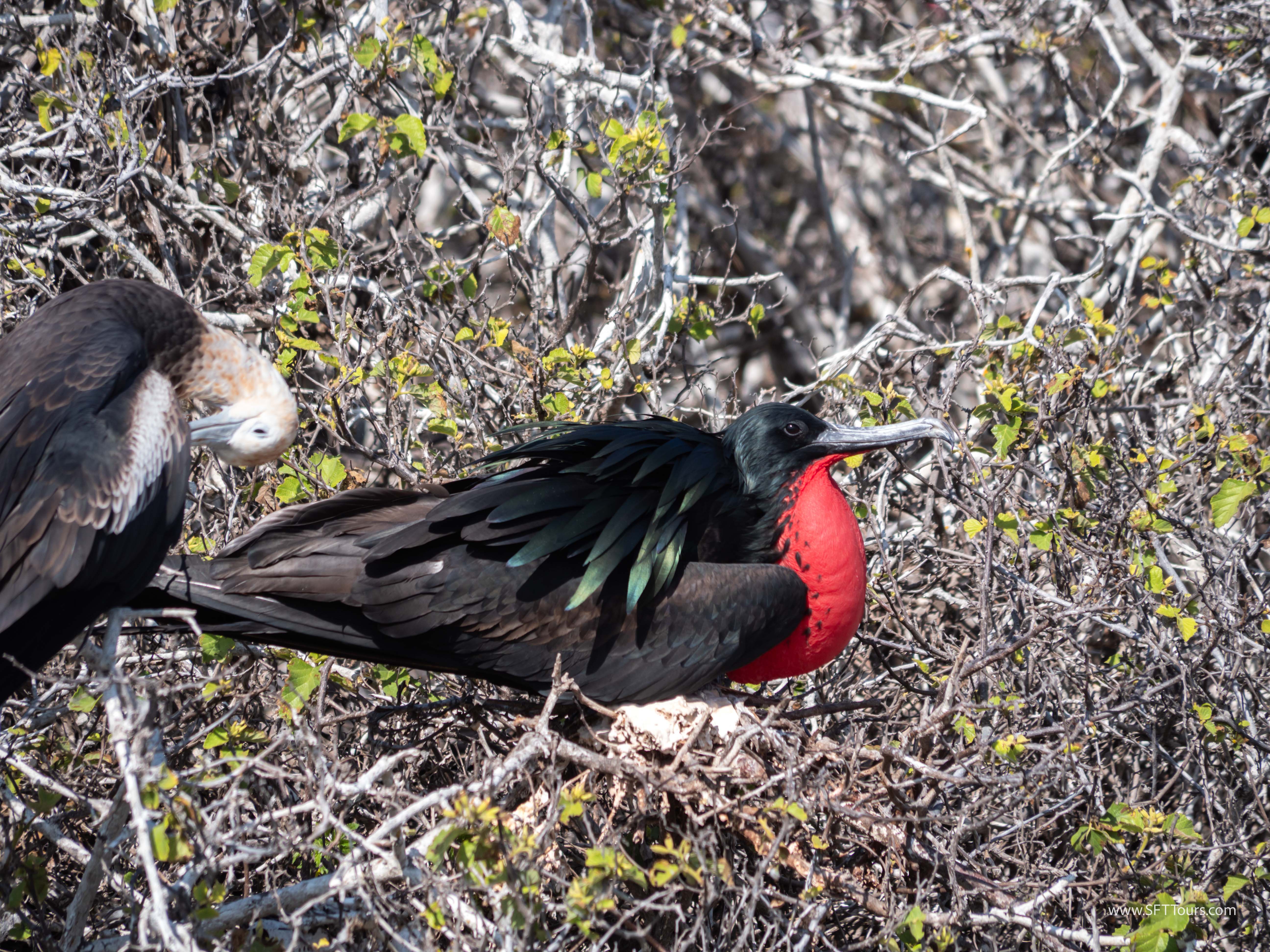 Galapagos Scouting 2025 L-111
