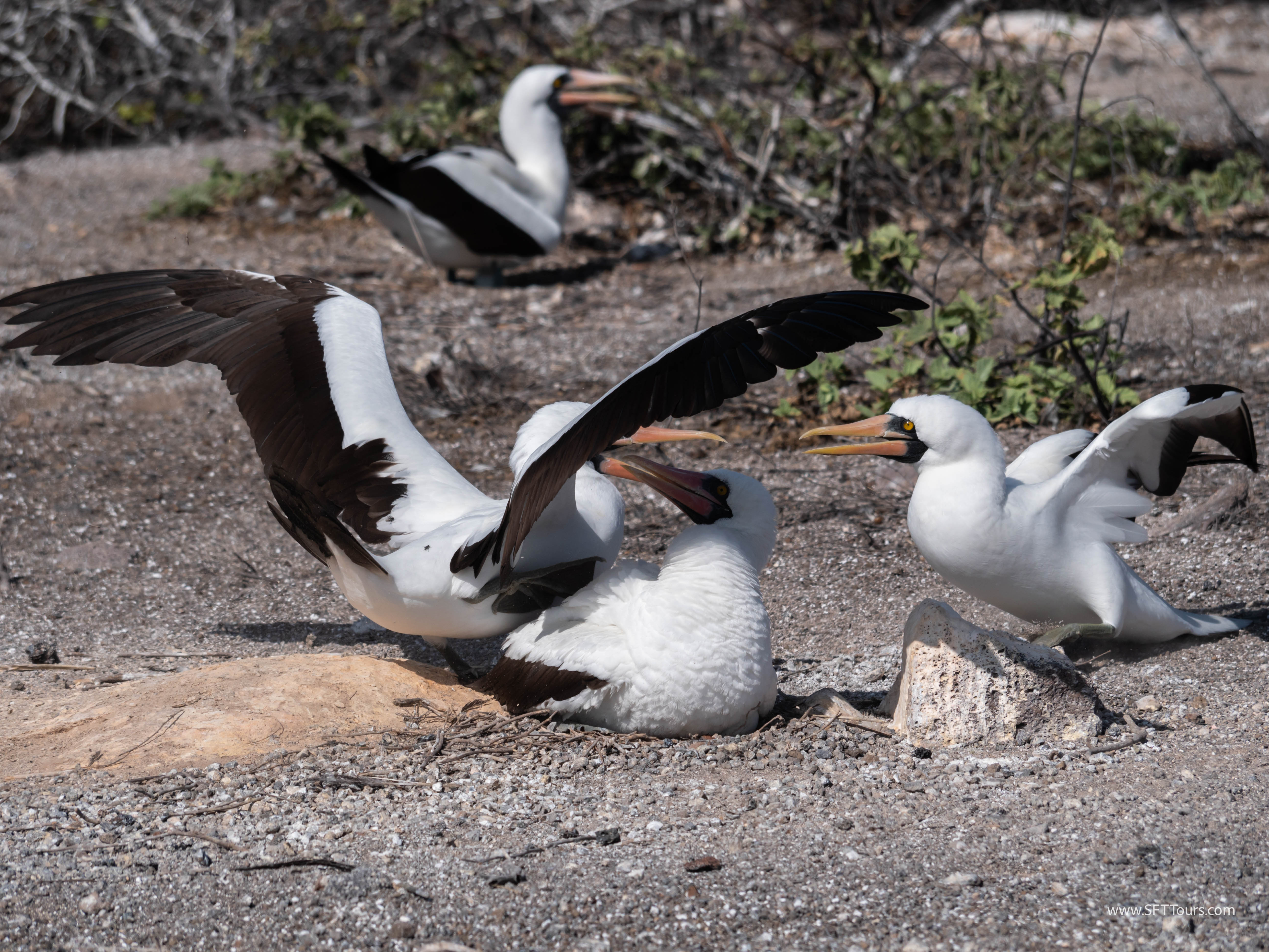 Galapagos Scouting 2025 L-113