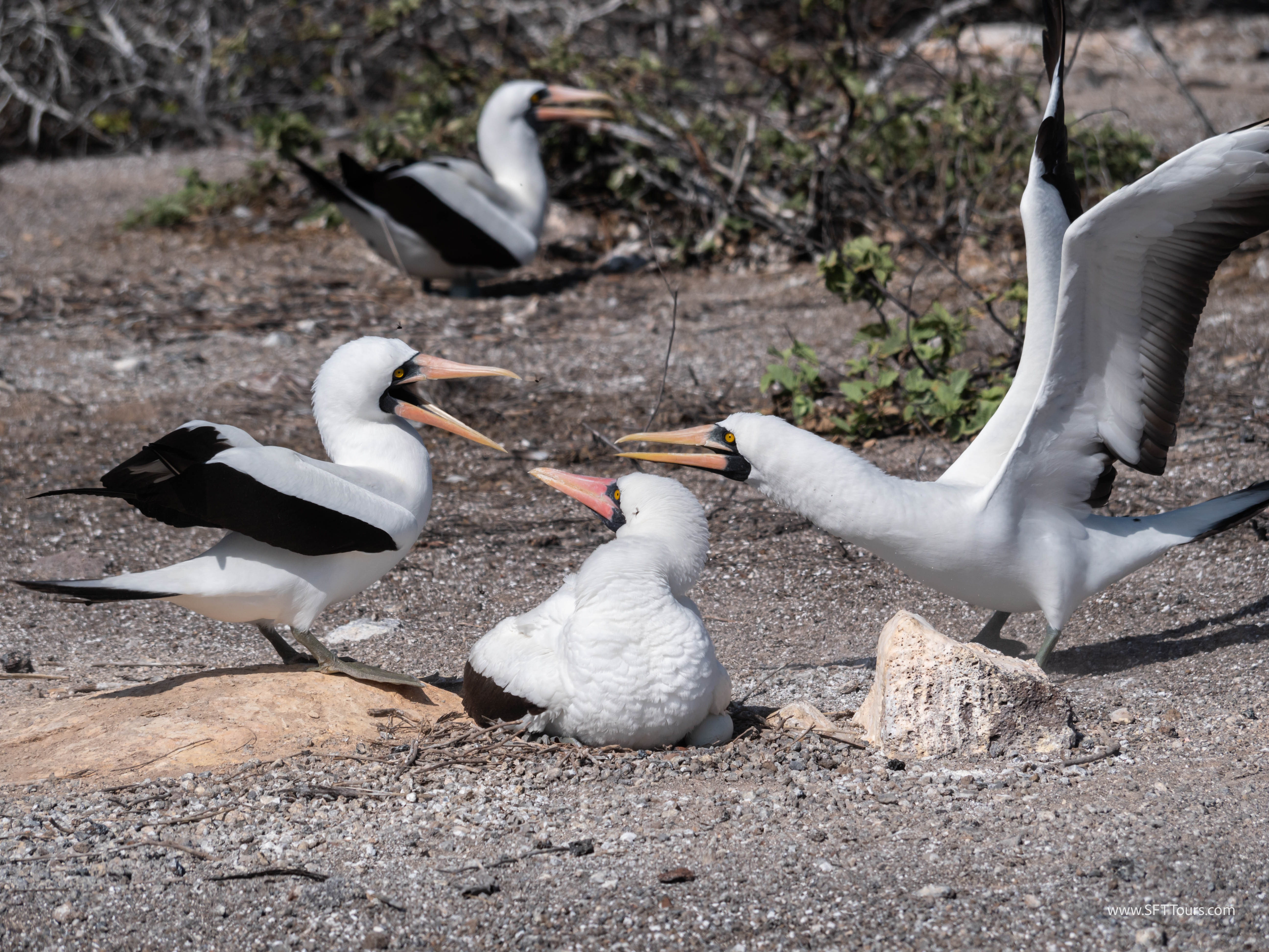 Galapagos Scouting 2025 L-114