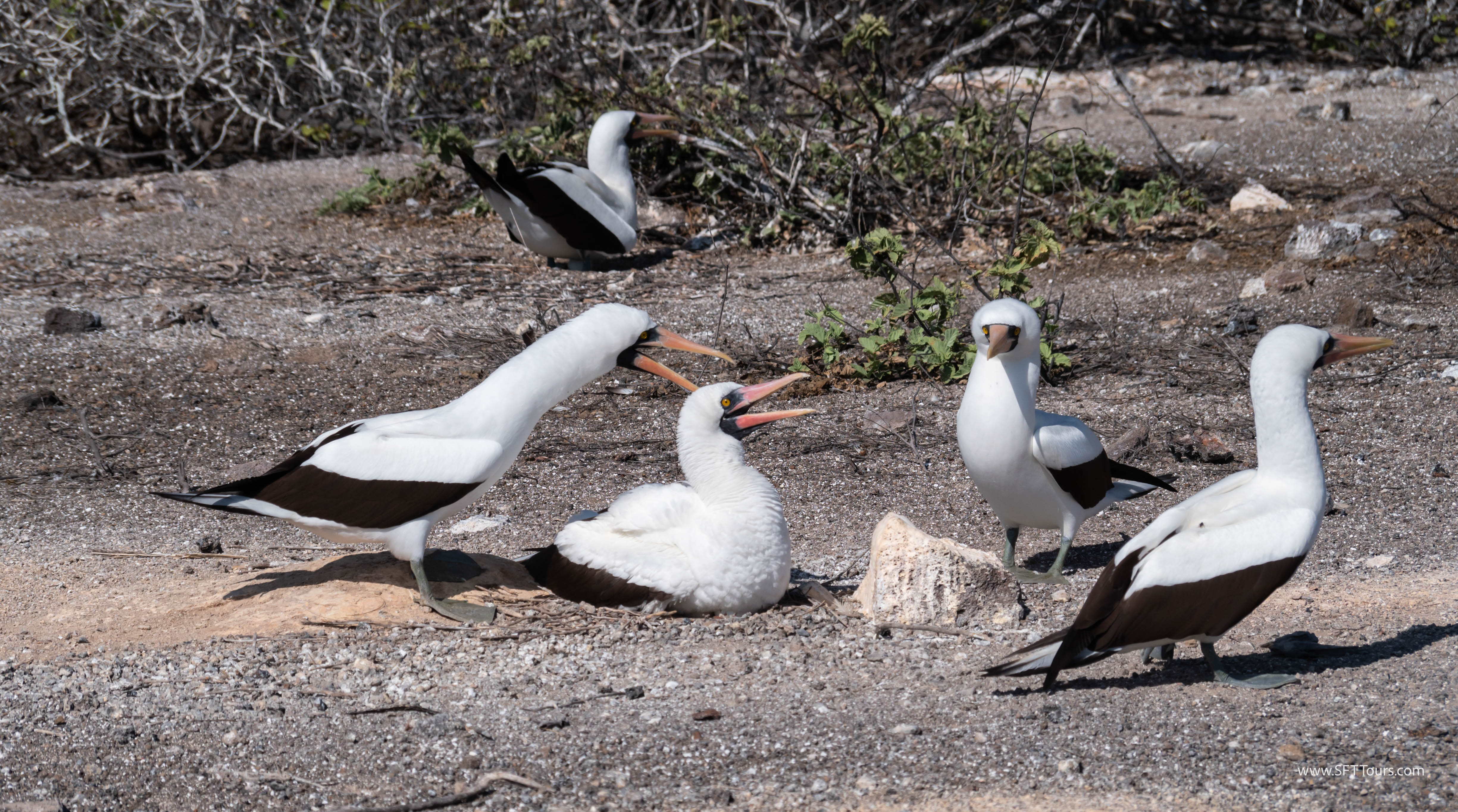 Galapagos Scouting 2025 L-115