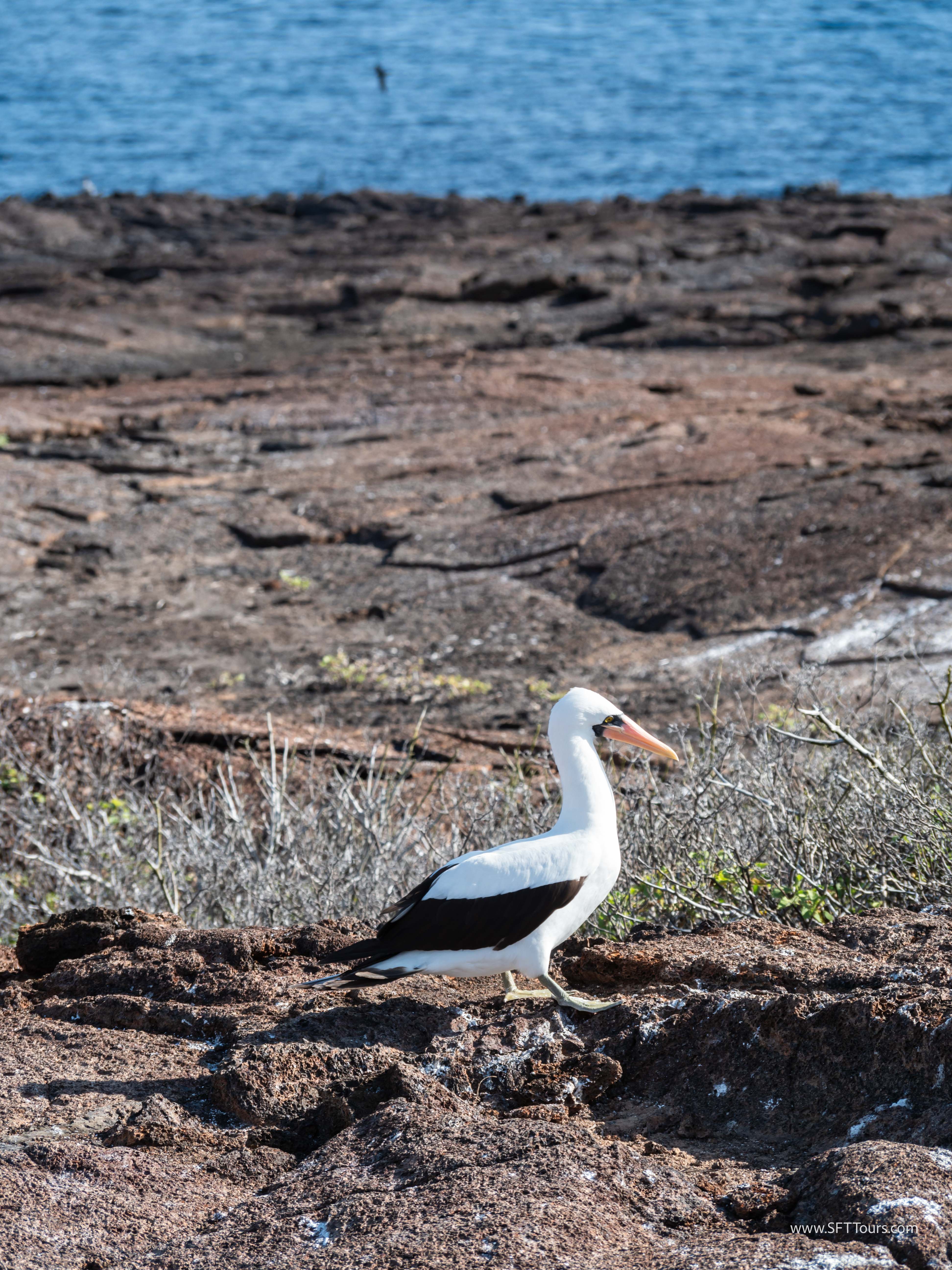 Galapagos Scouting 2025 L-116