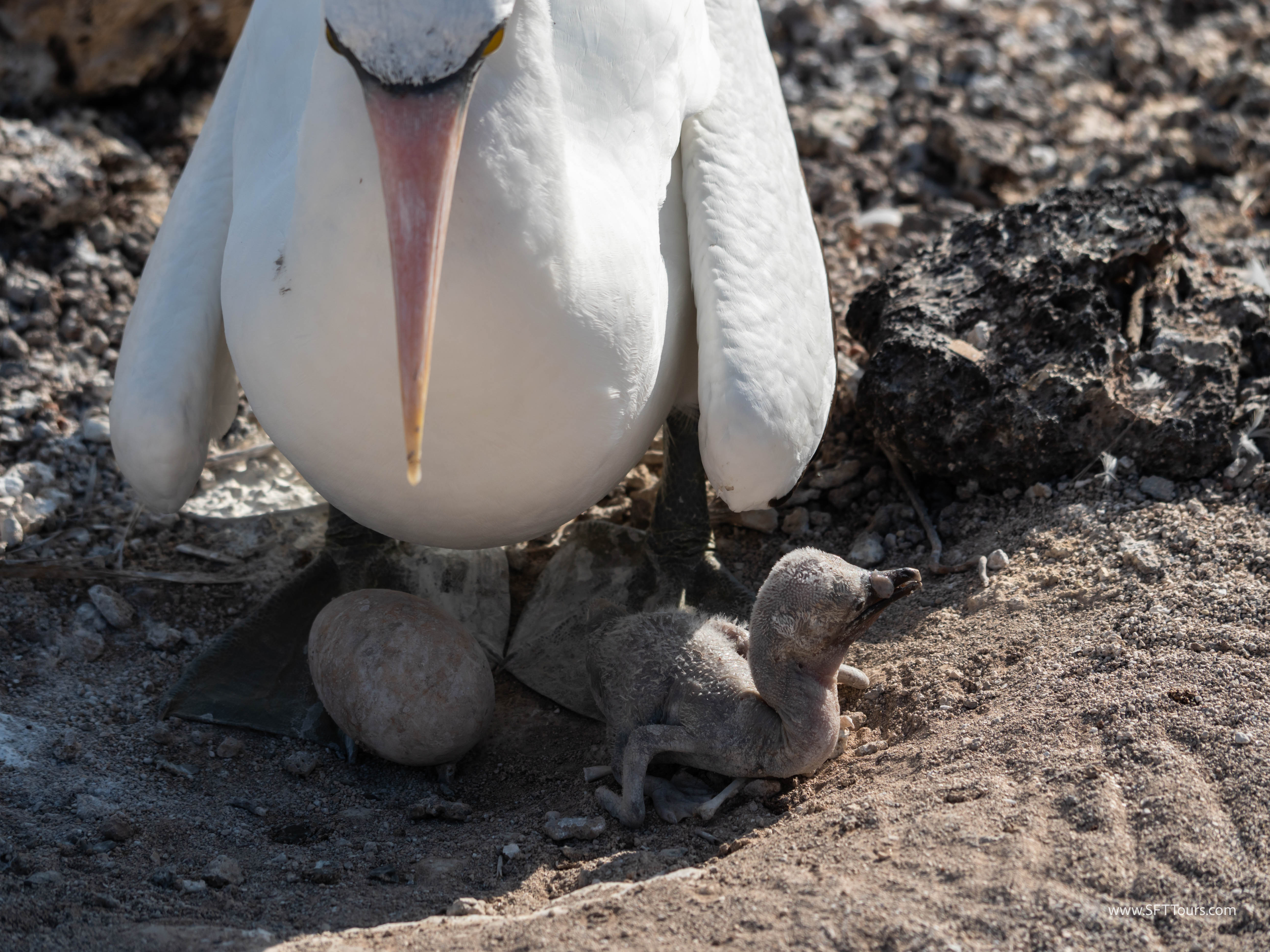 Galapagos Scouting 2025 L-118