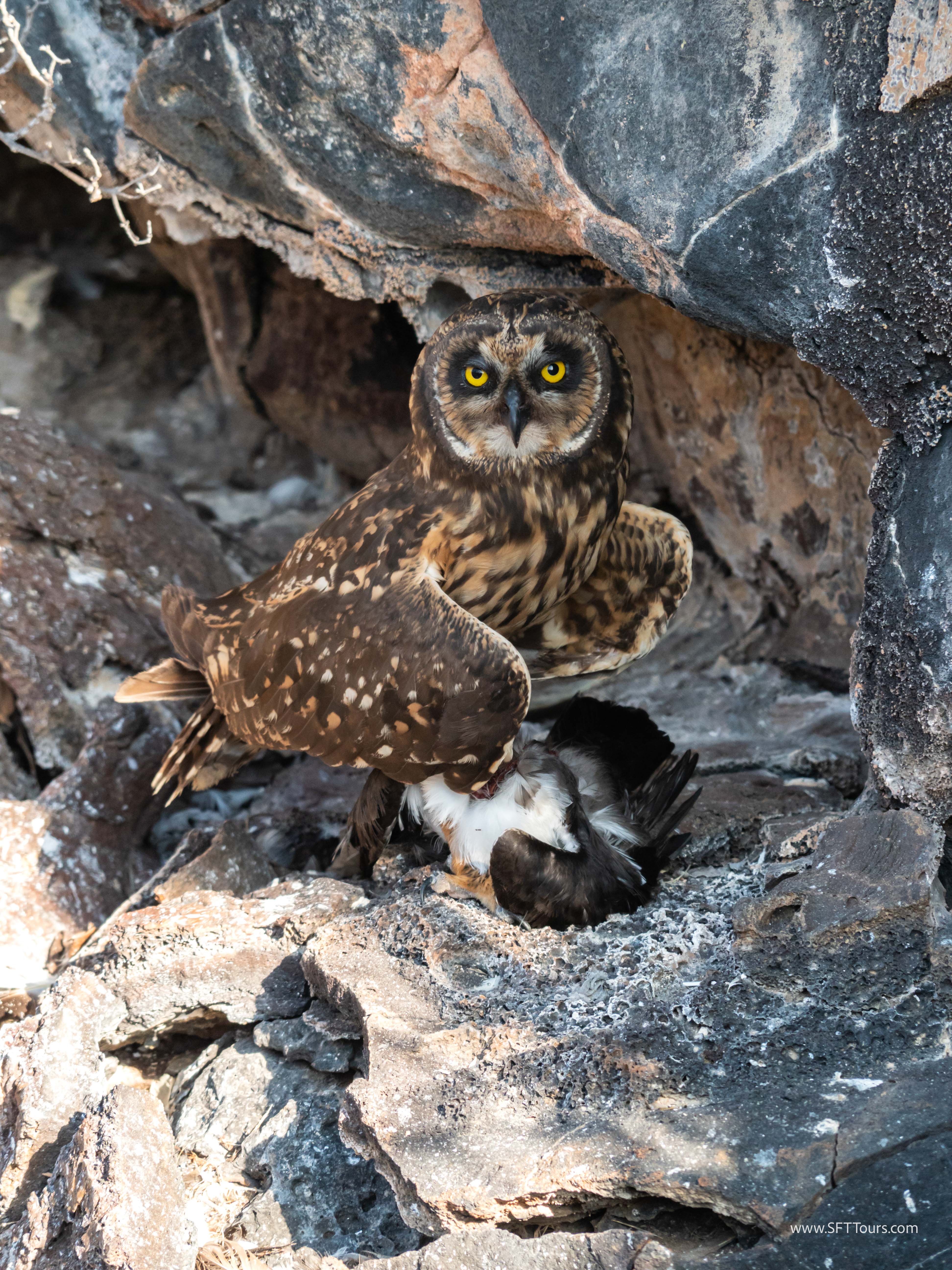 Galapagos Scouting 2025 L-121