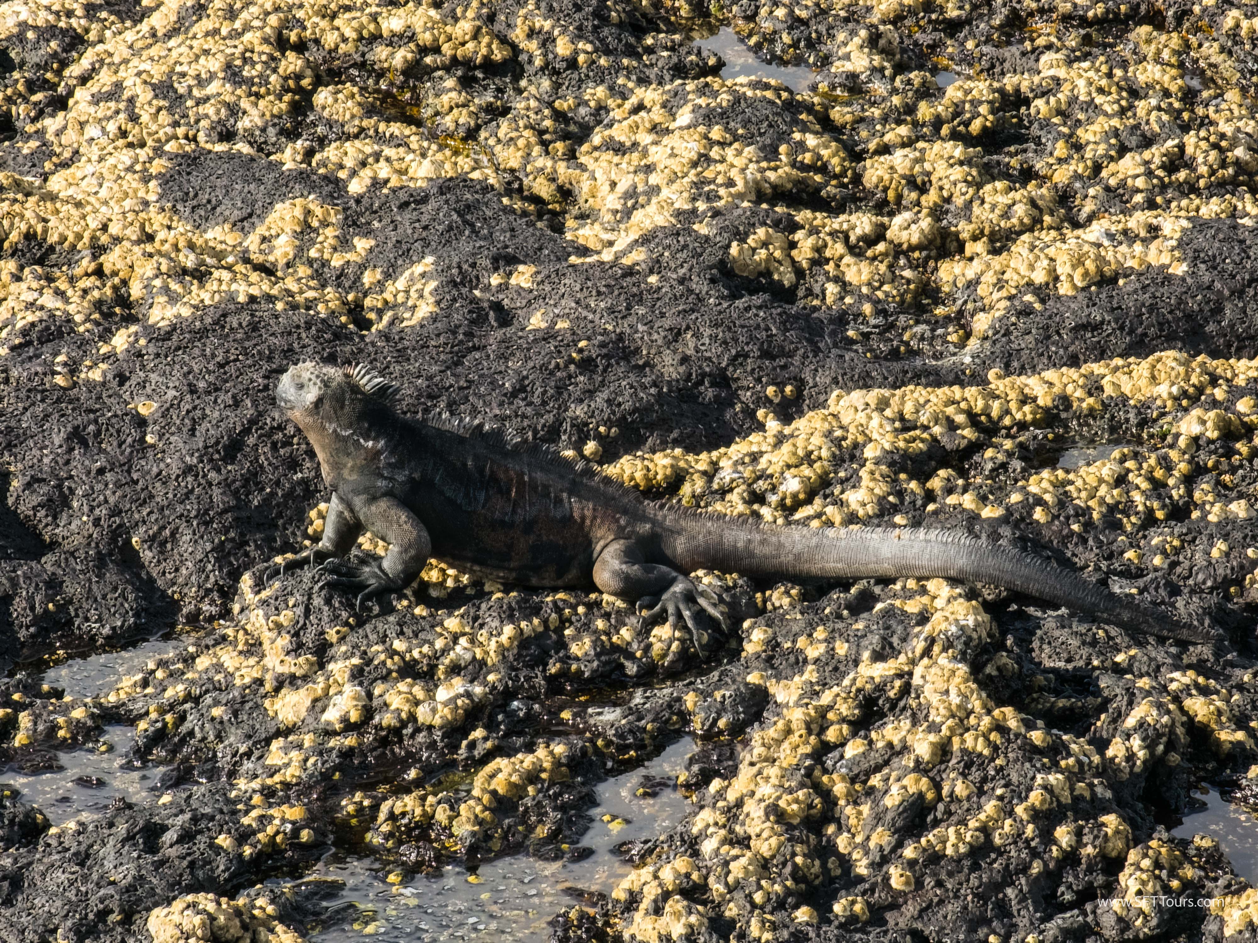 Galapagos Scouting 2025 L-144