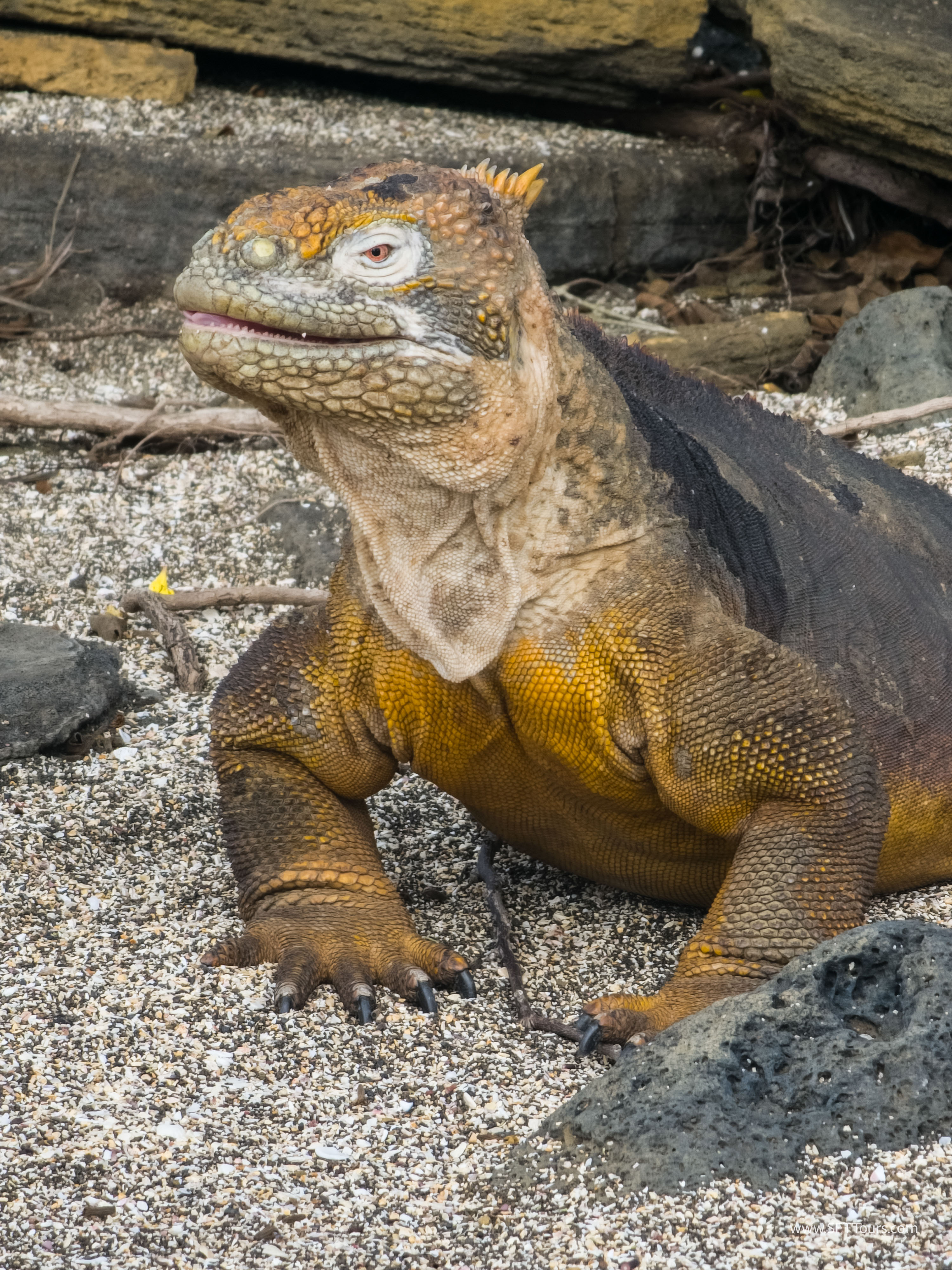Galapagos Scouting 2025 L-146