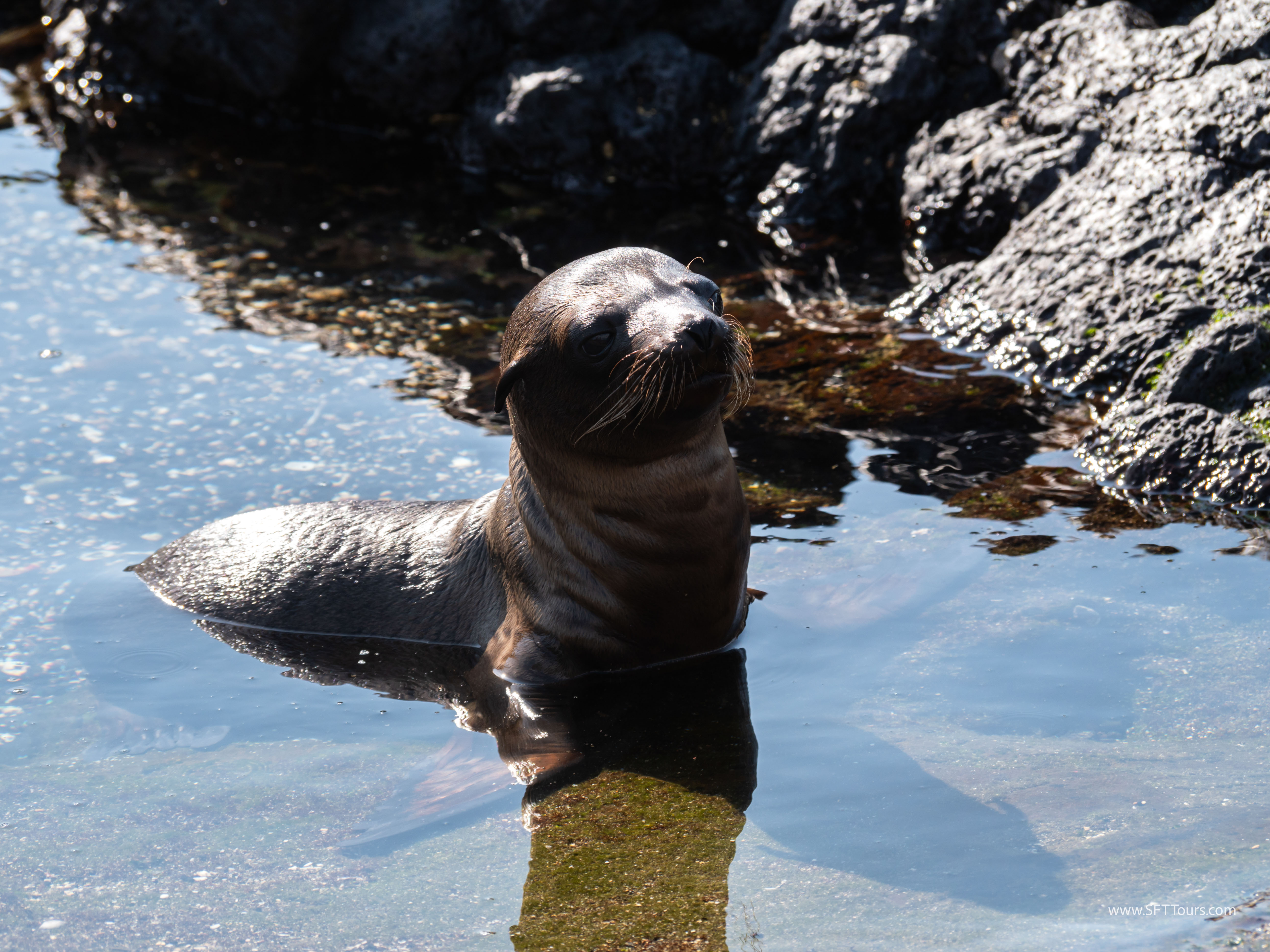 Galapagos Scouting 2025 L-151