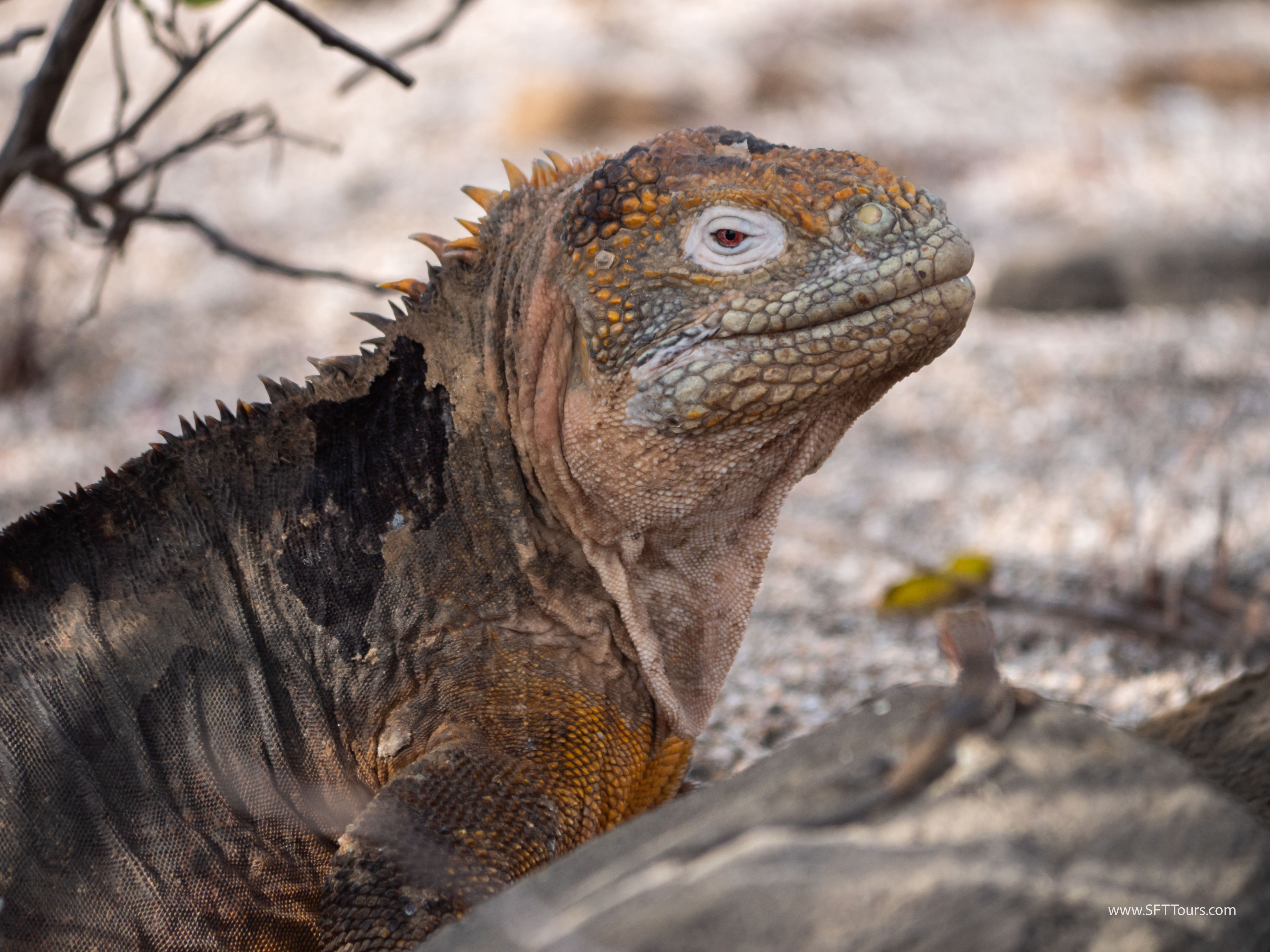 Galapagos Scouting 2025 L-152