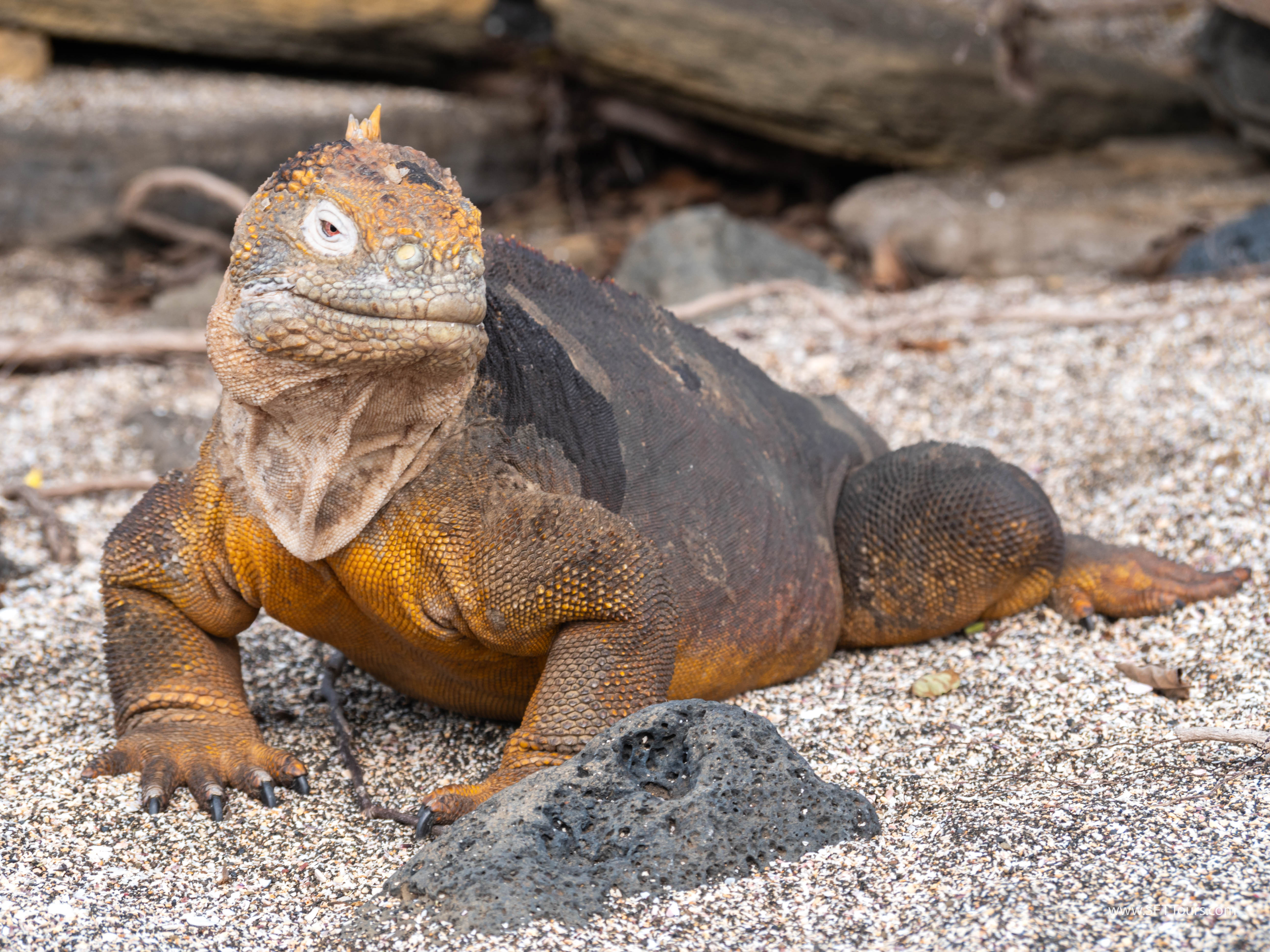 Galapagos Scouting 2025 L-154