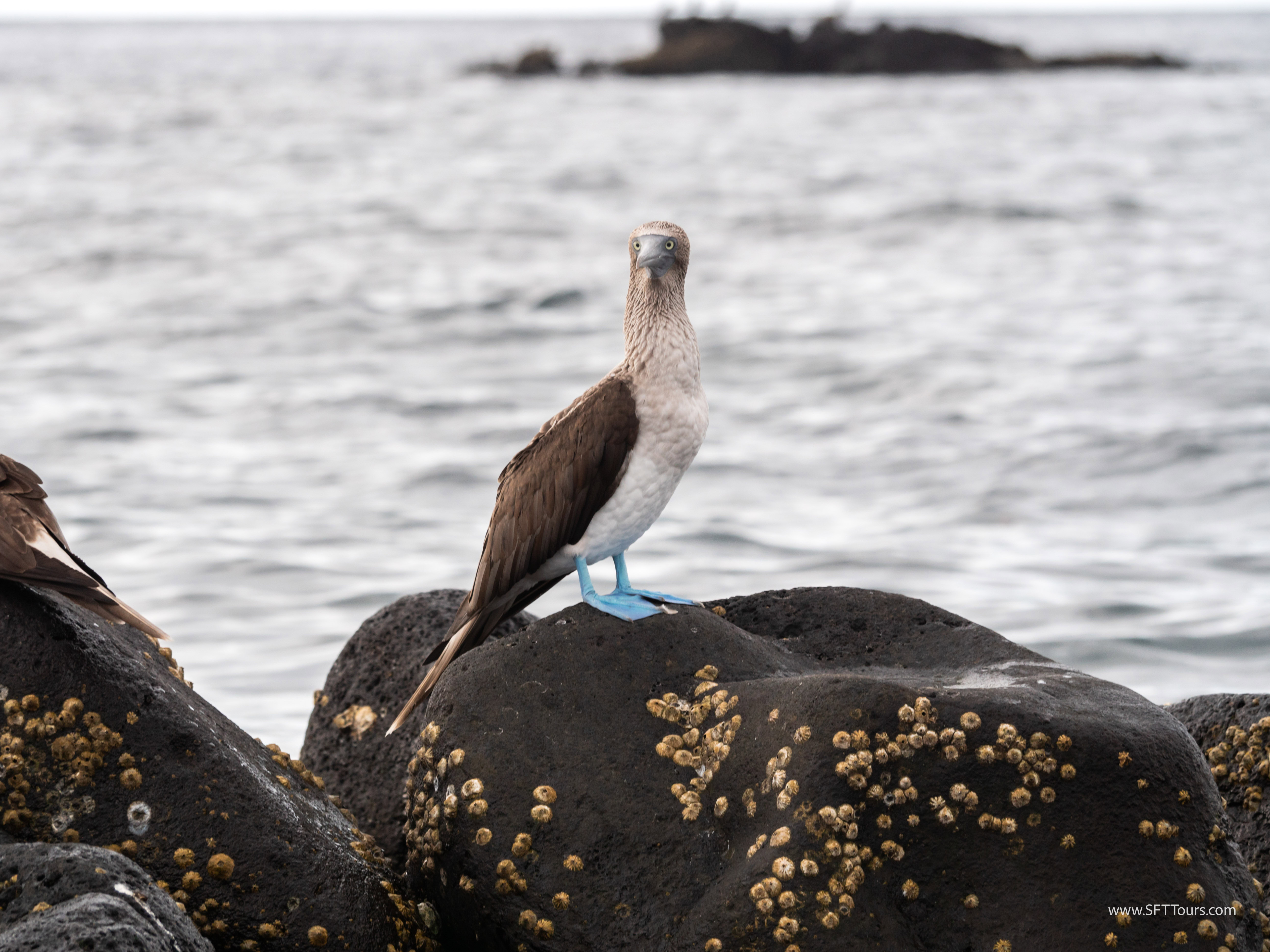 Galapagos Scouting 2025 L-157
