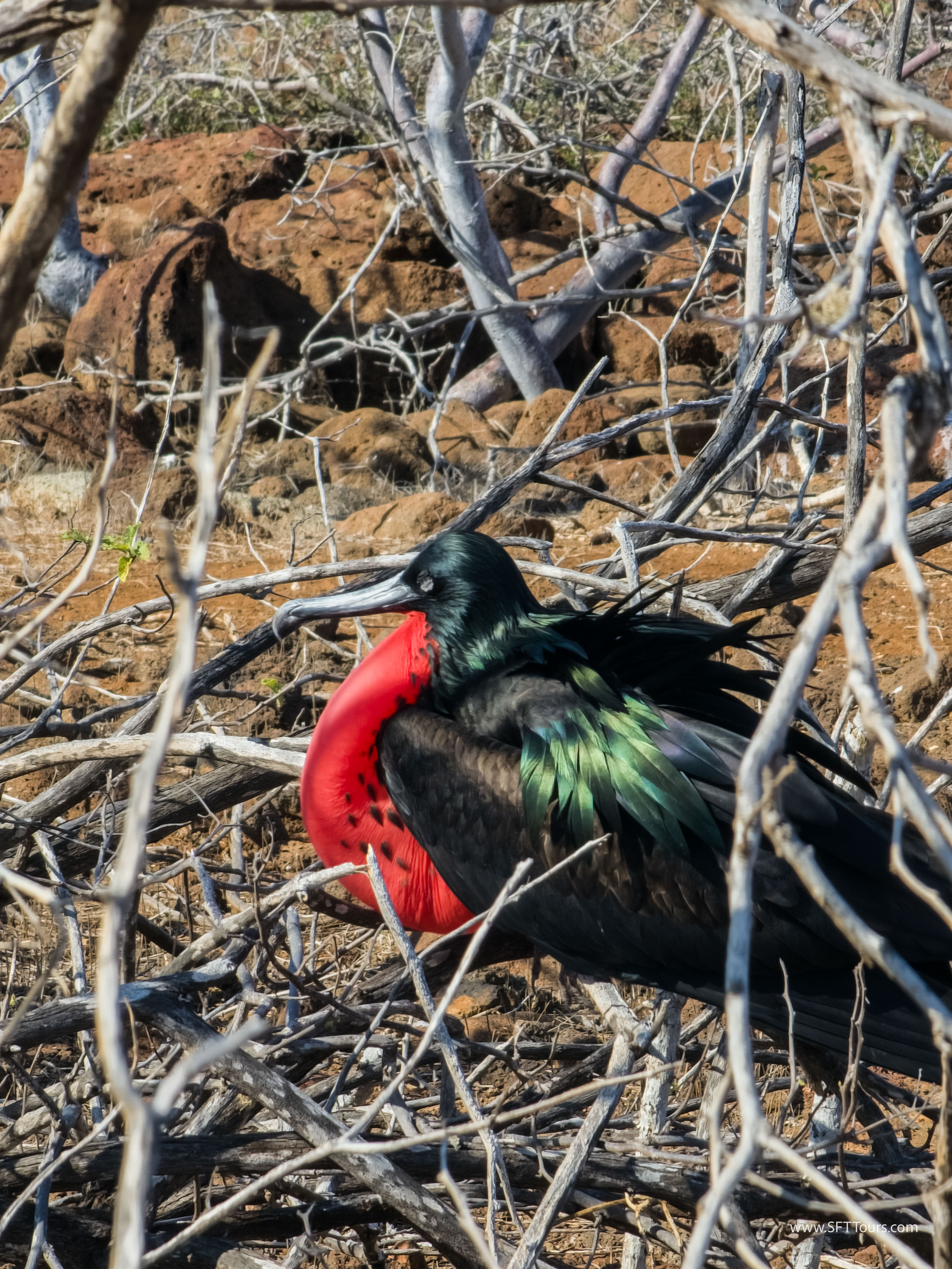 Galapagos Scouting 2025 L-164
