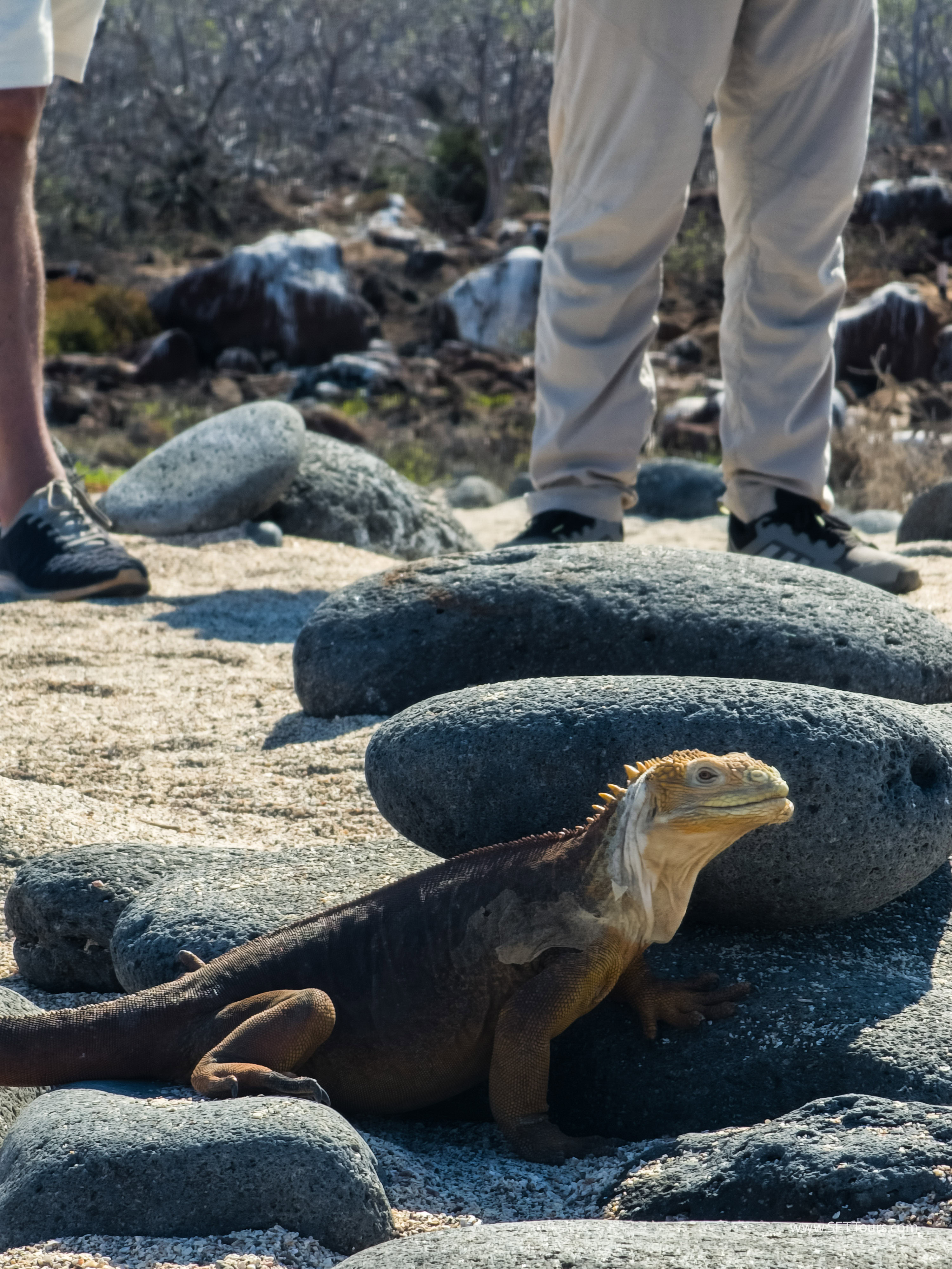 Galapagos Scouting 2025 L-165