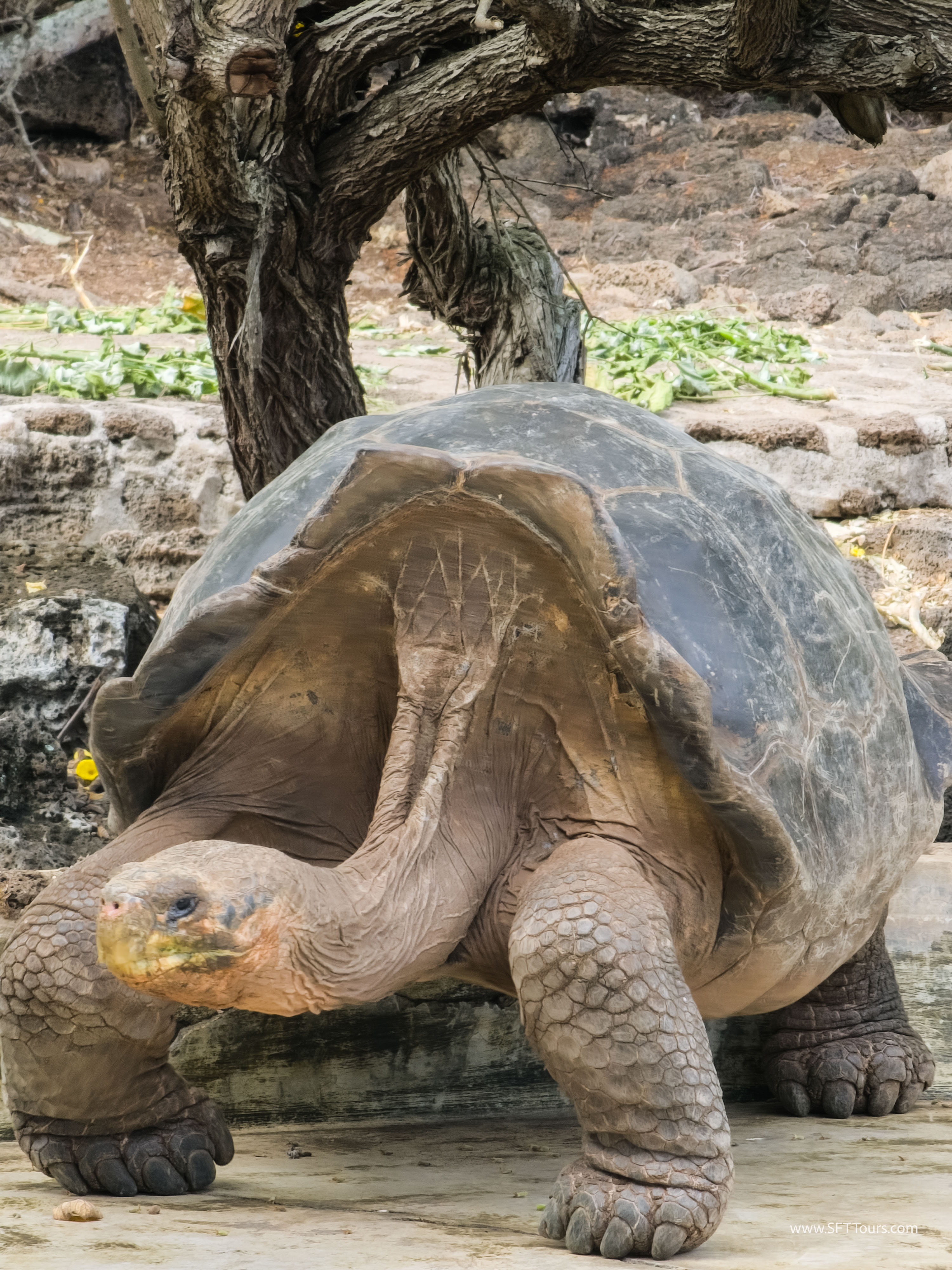 Galapagos Scouting 2025 L-172
