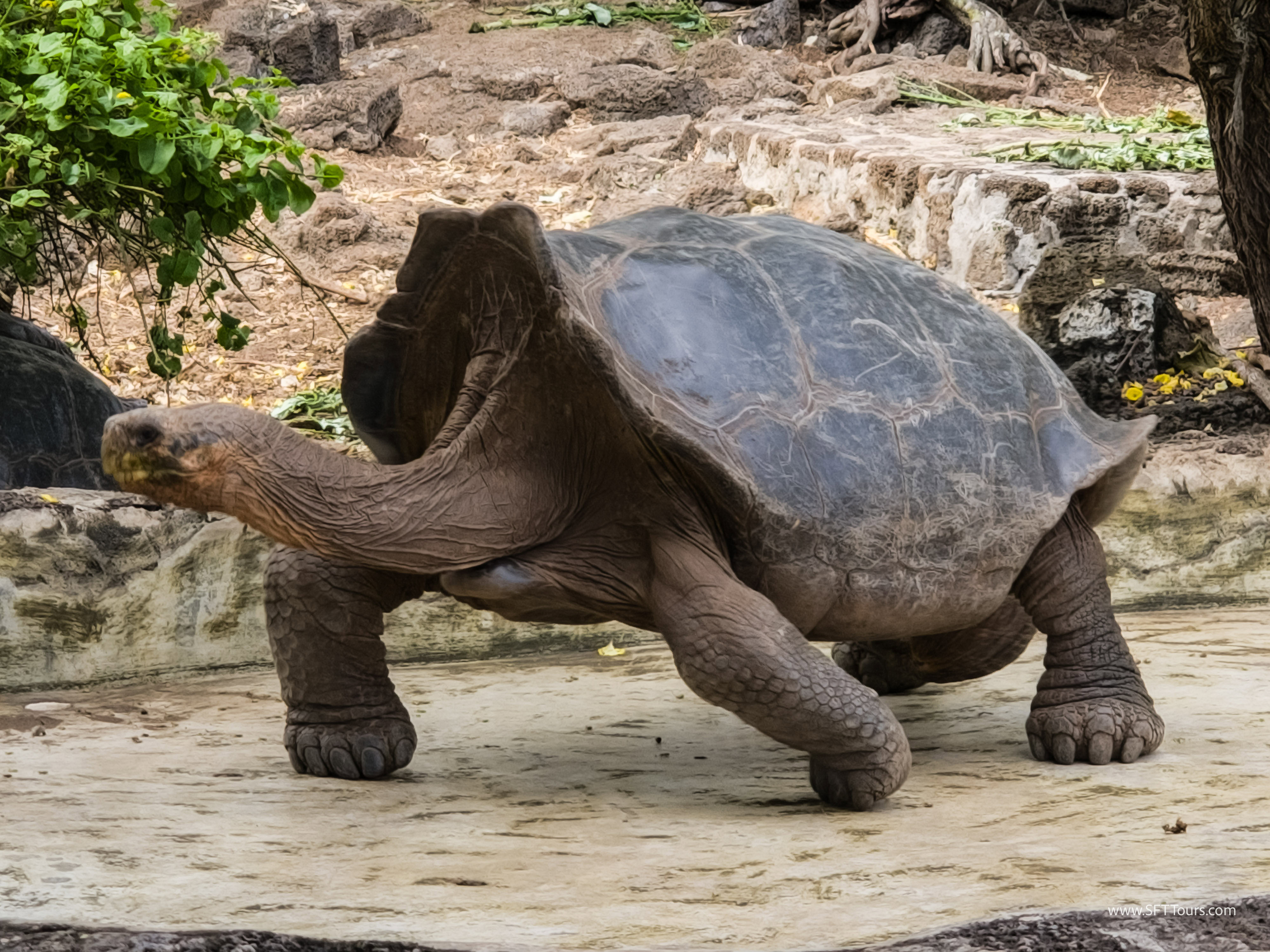 Galapagos Scouting 2025 L-173