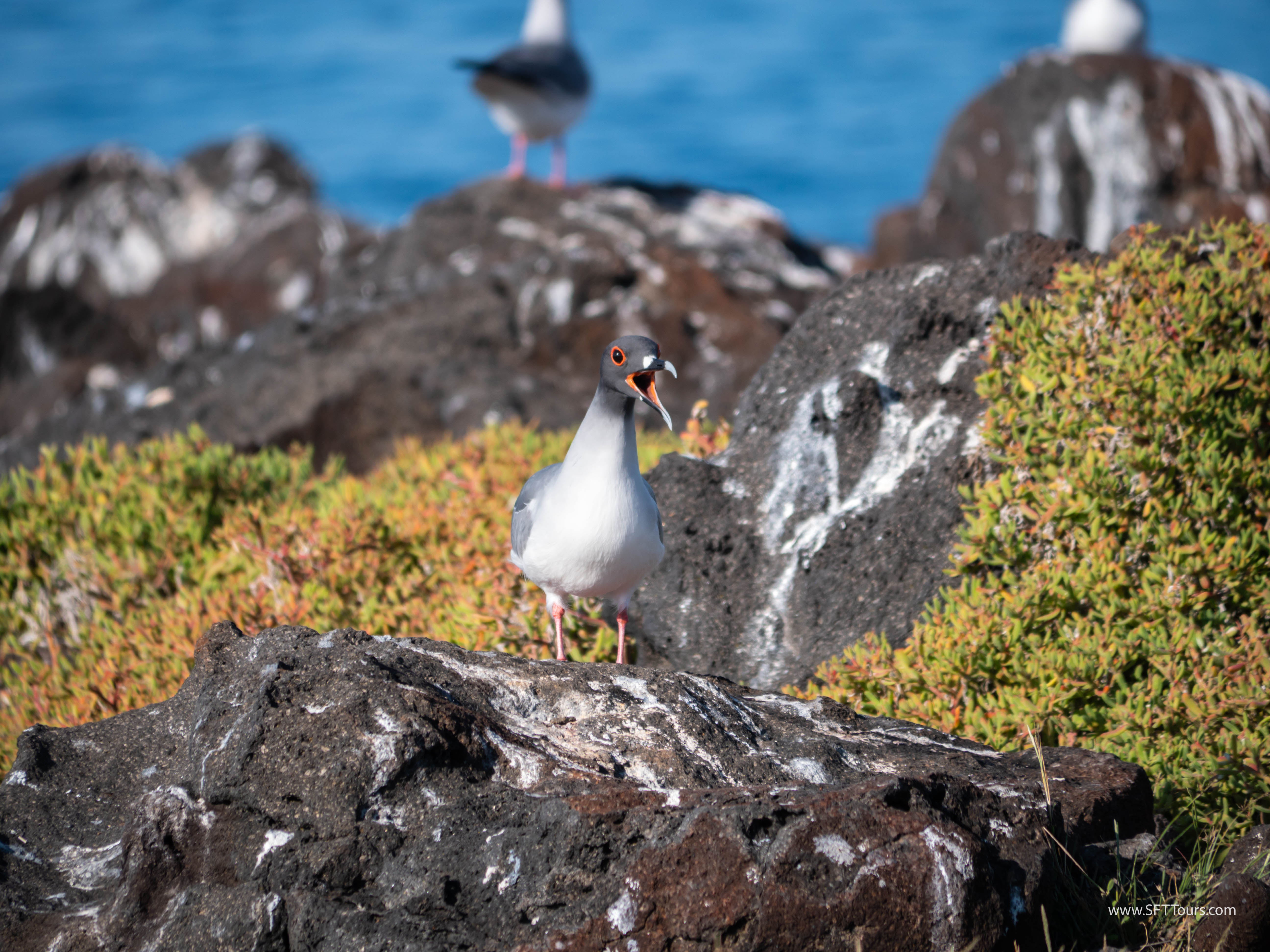 Galapagos Scouting 2025 L-174