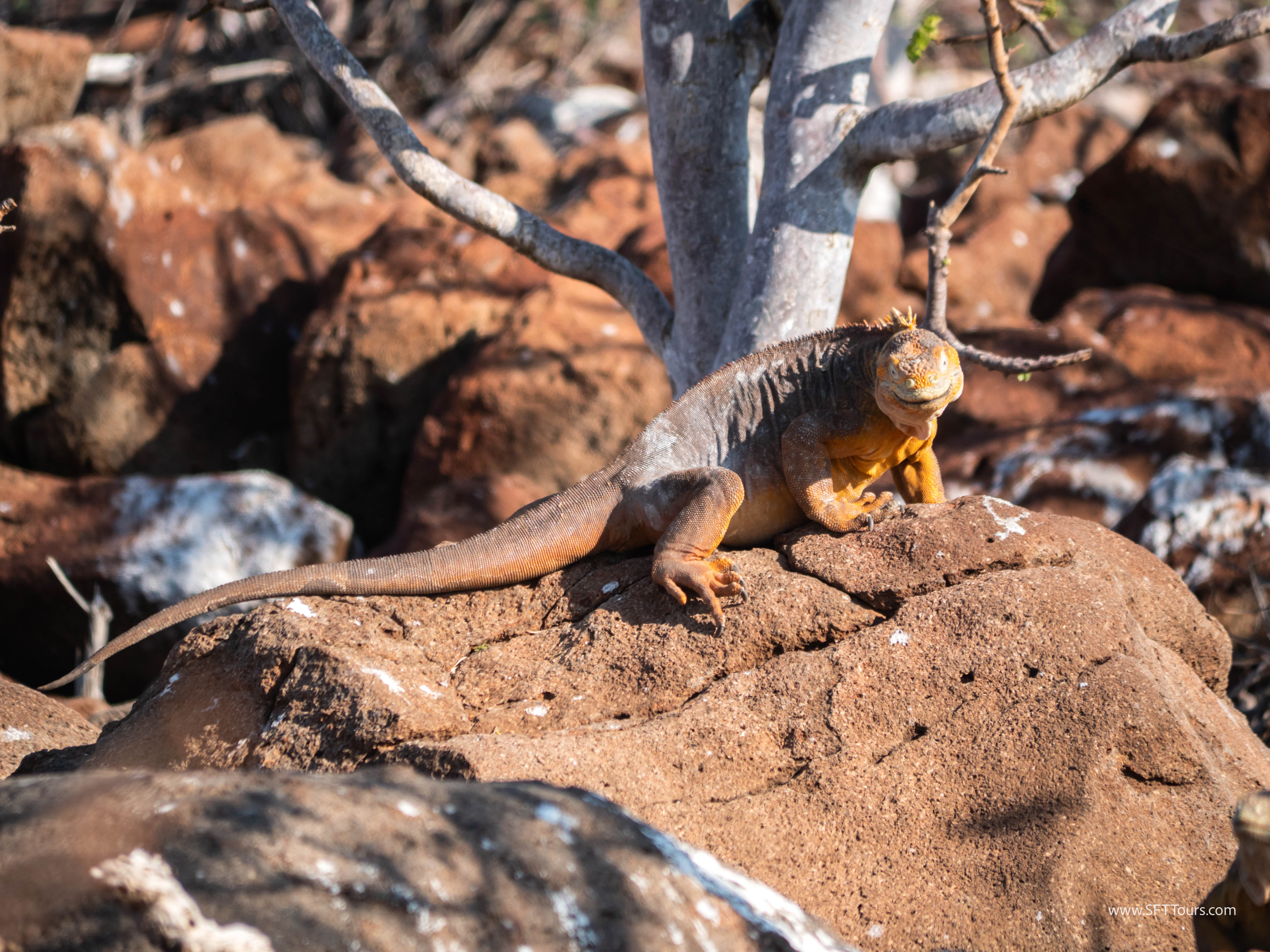 Galapagos Scouting 2025 L-178