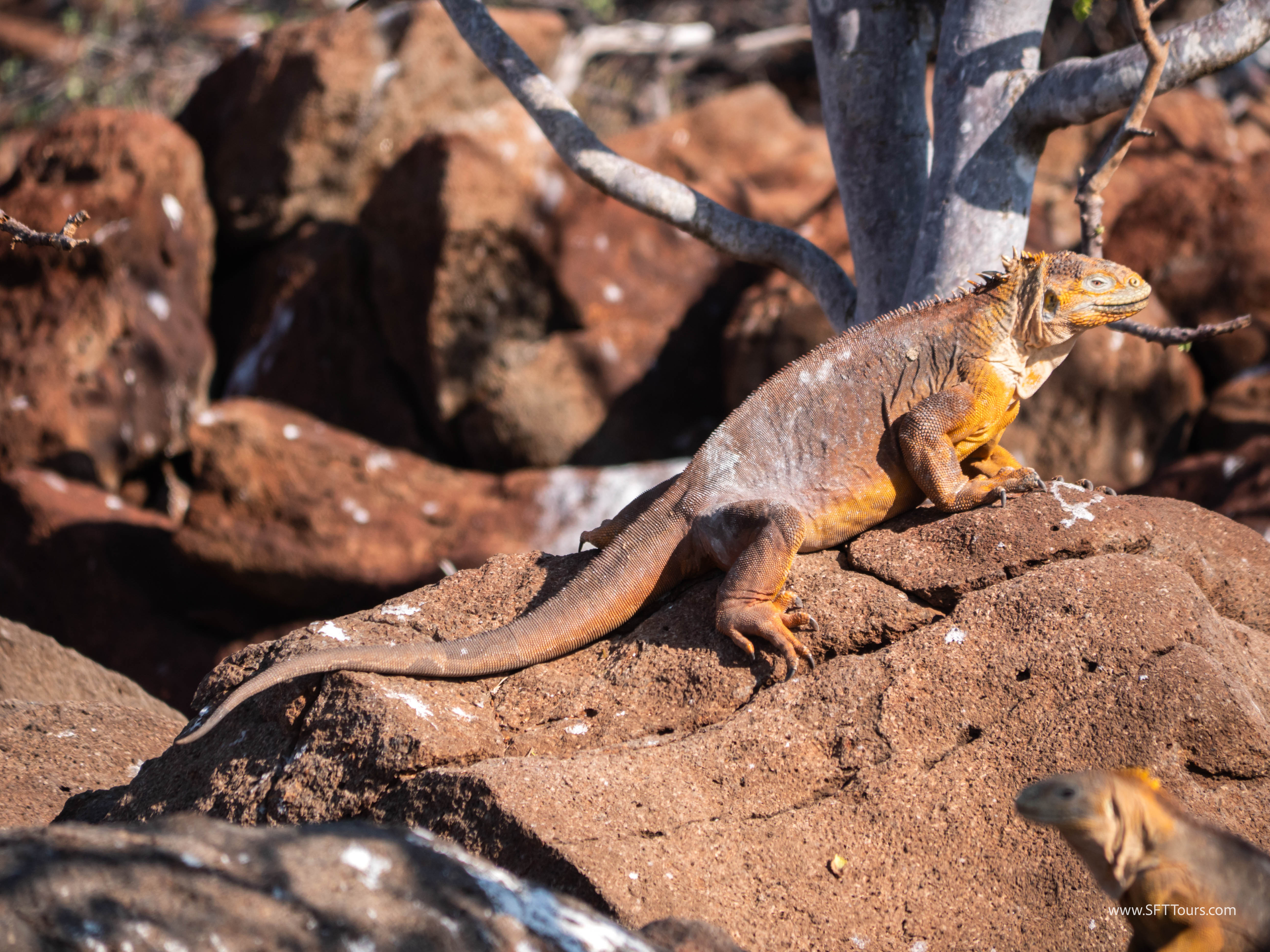 Galapagos Scouting 2025 L-181