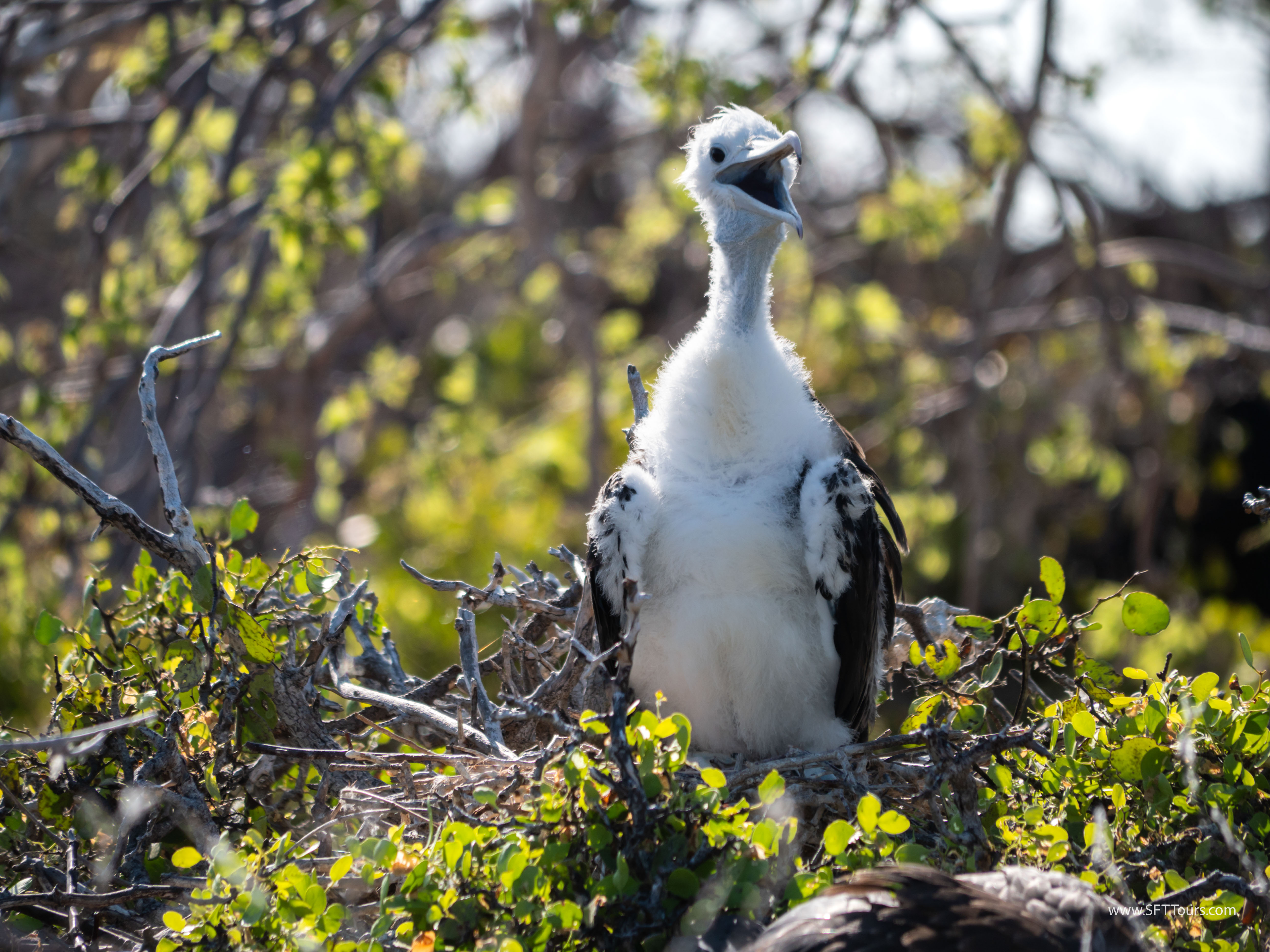 Galapagos Scouting 2025 L-185