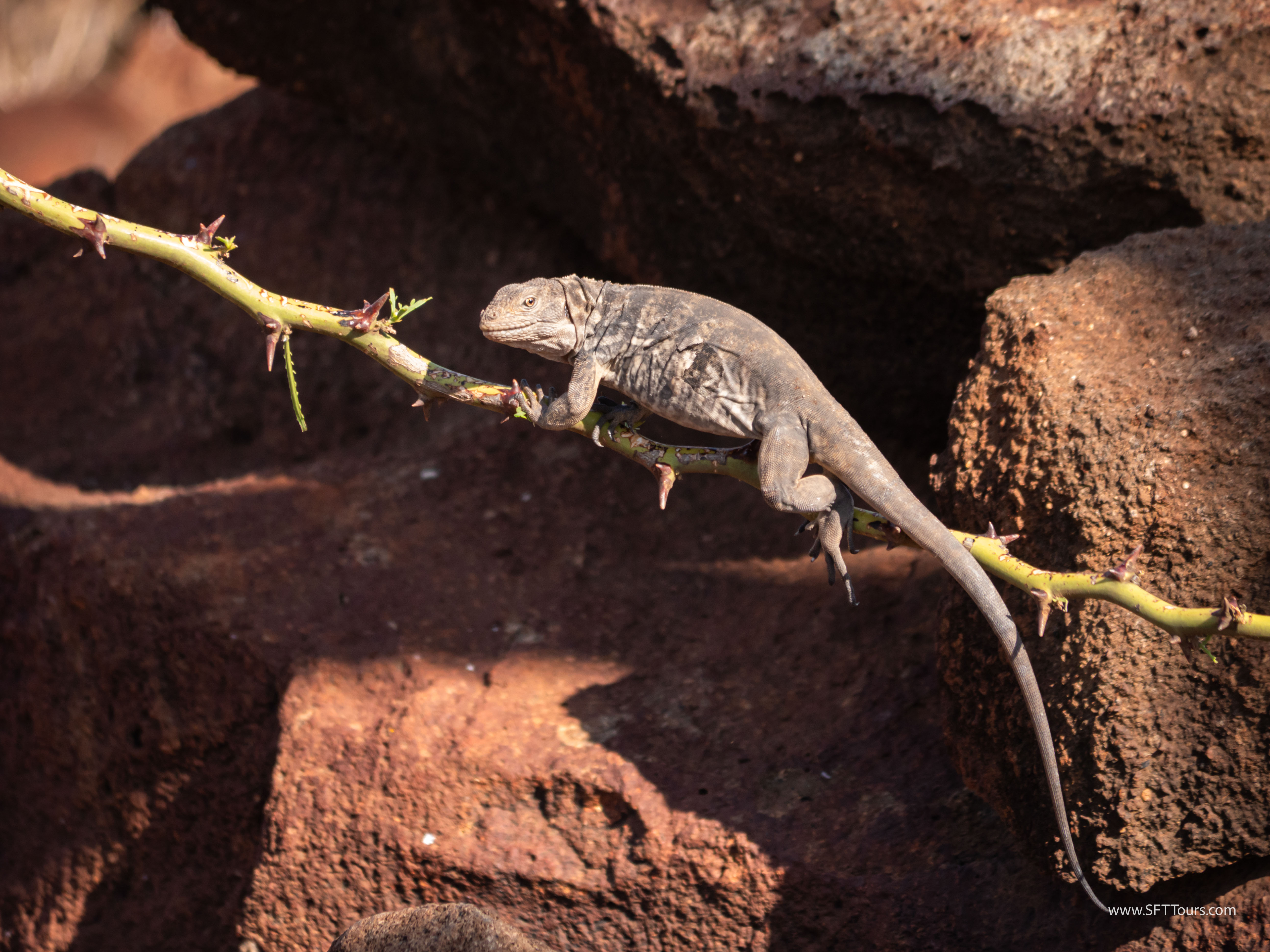 Galapagos Scouting 2025 L-188