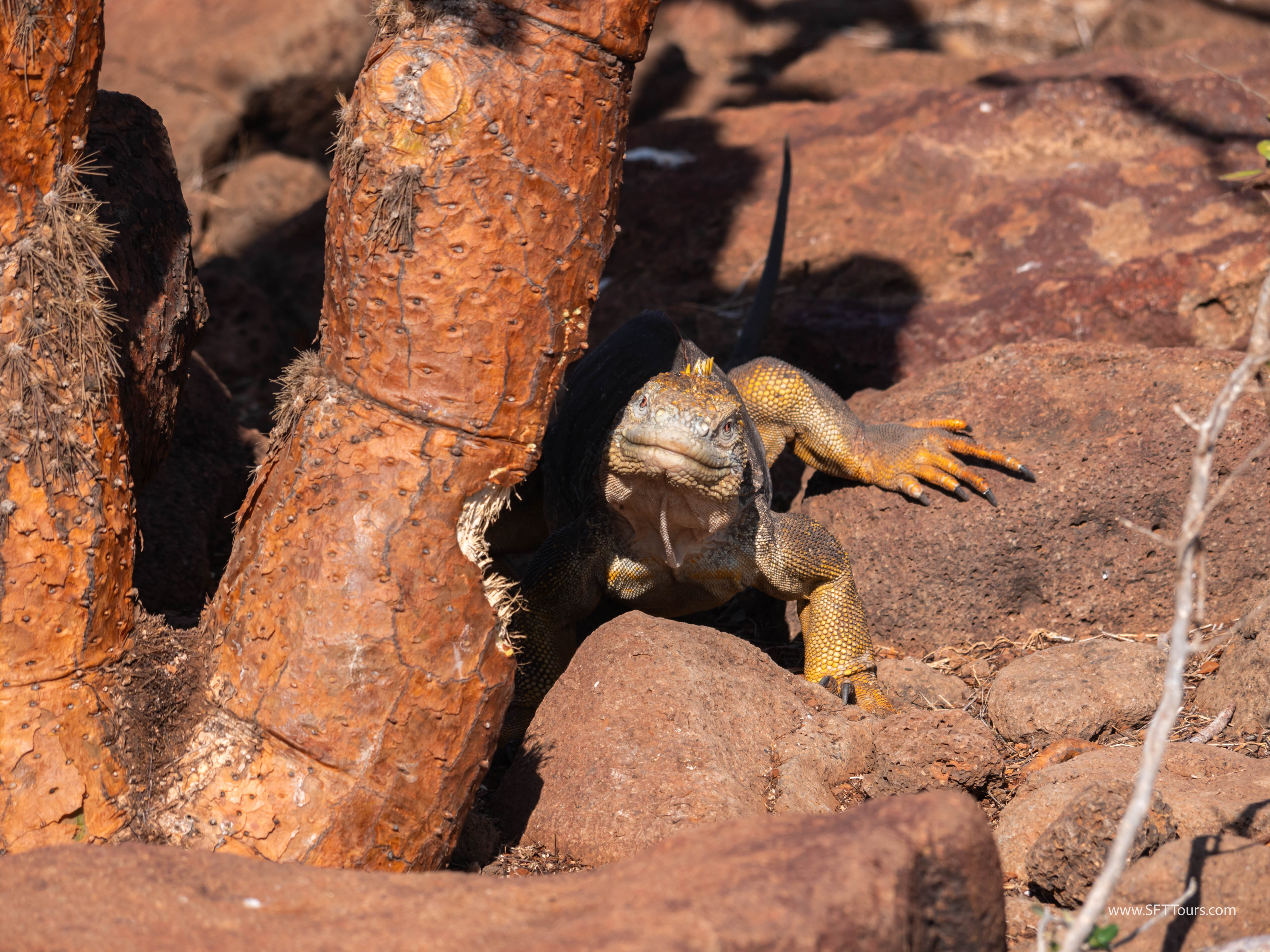 Galapagos Scouting 2025 L-190