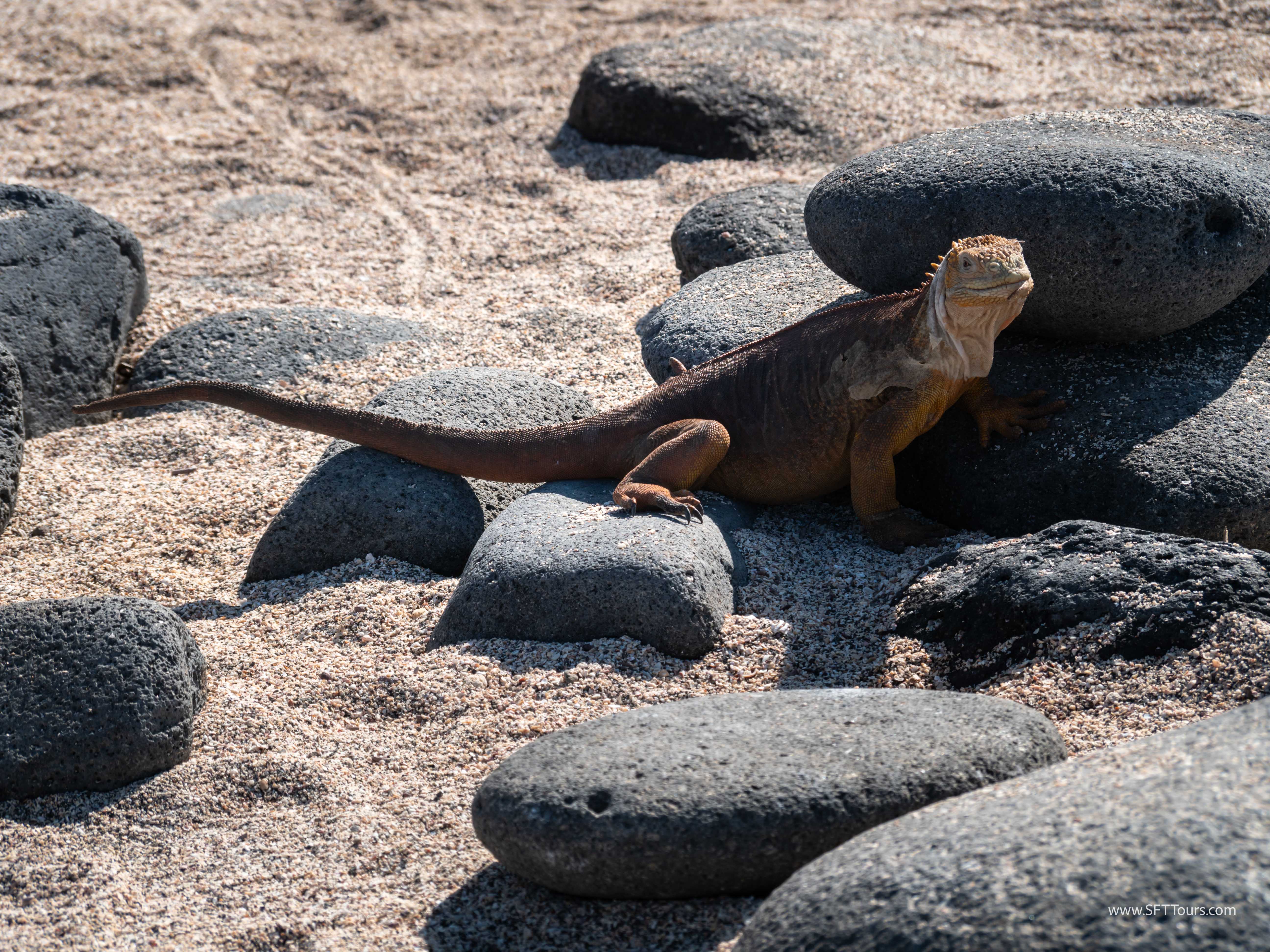 Galapagos Scouting 2025 L-194