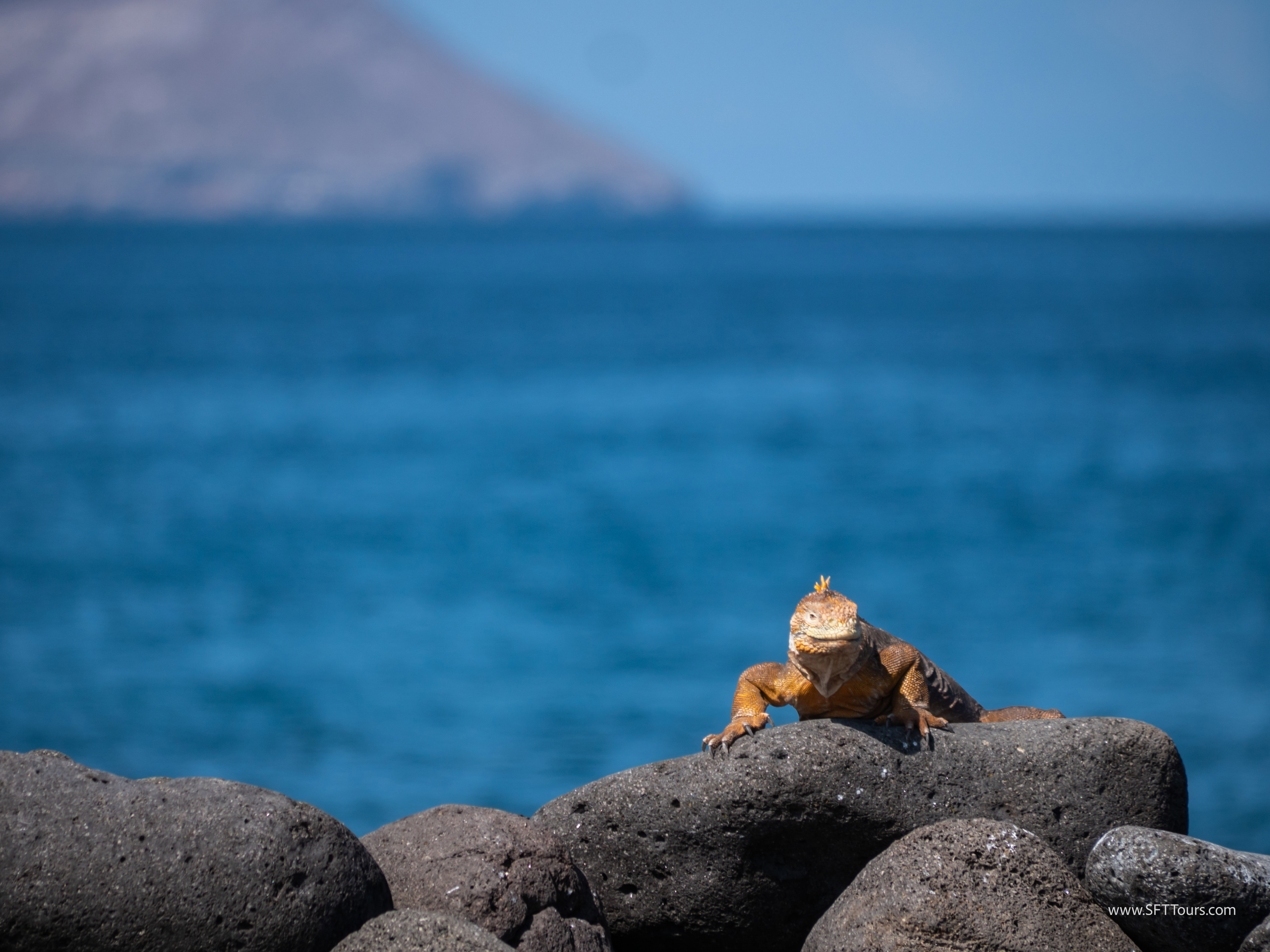 Galapagos Scouting 2025 L-196