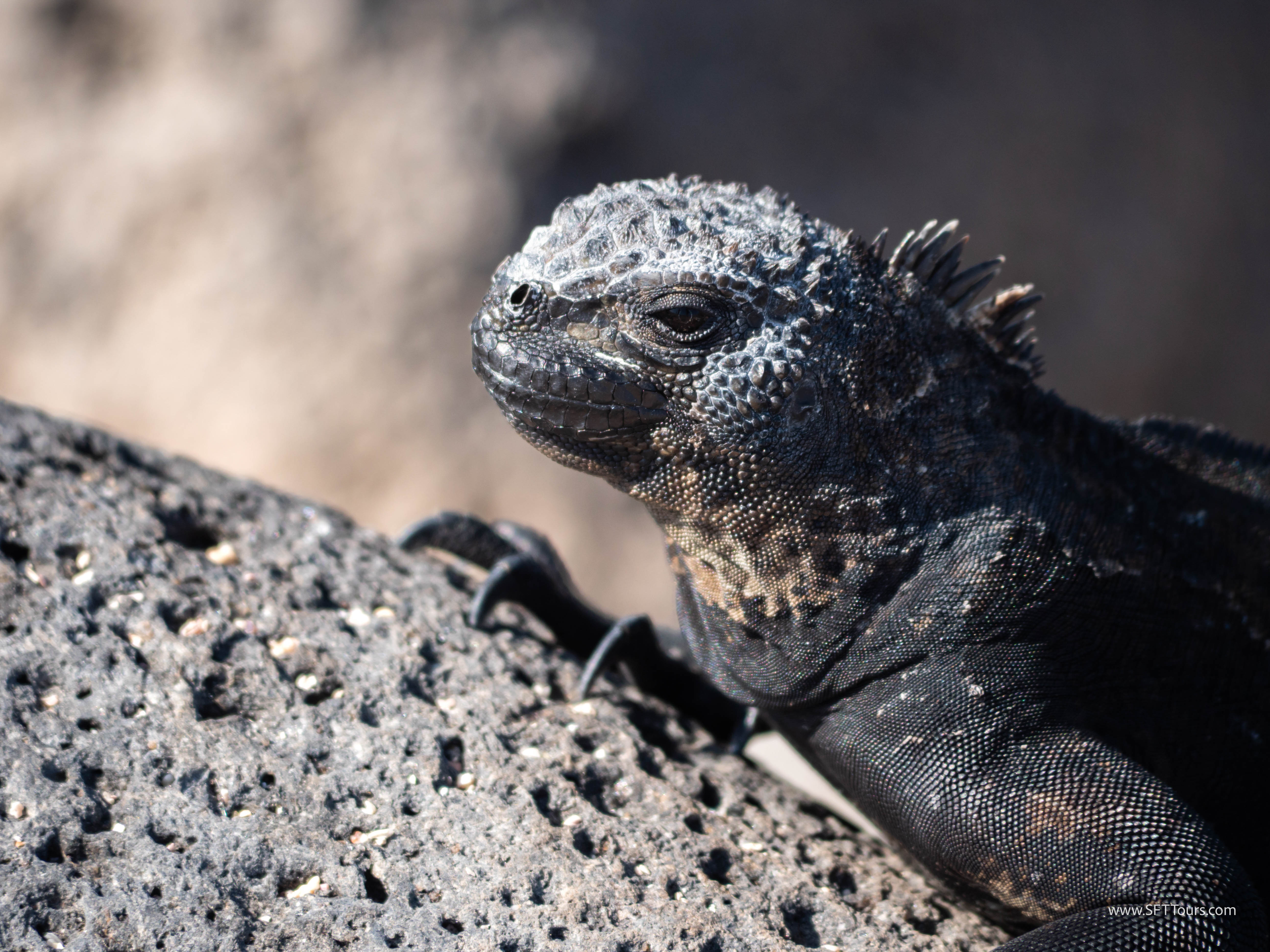 Galapagos Scouting 2025 L-197