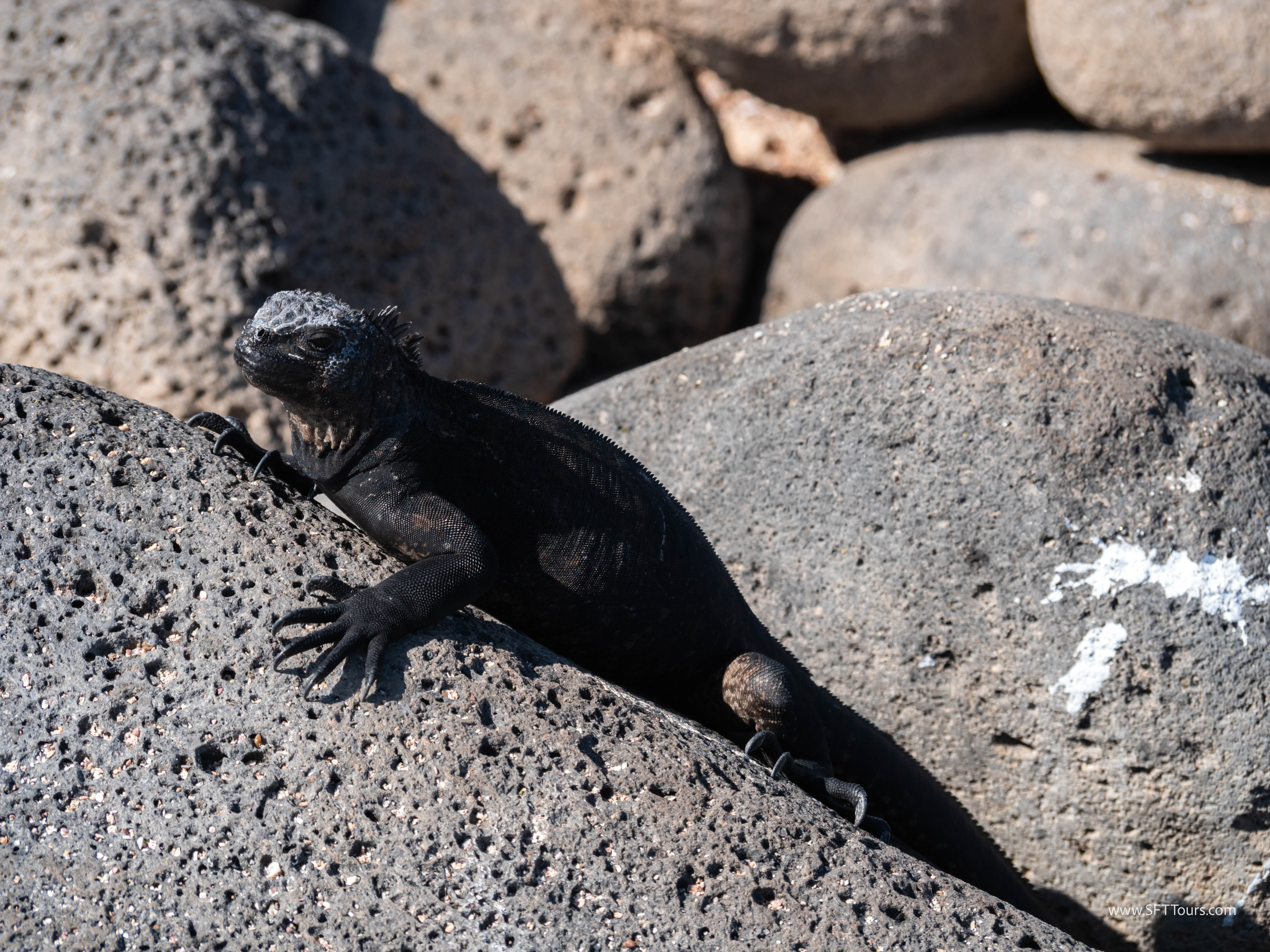 Galapagos Scouting 2025 L-198