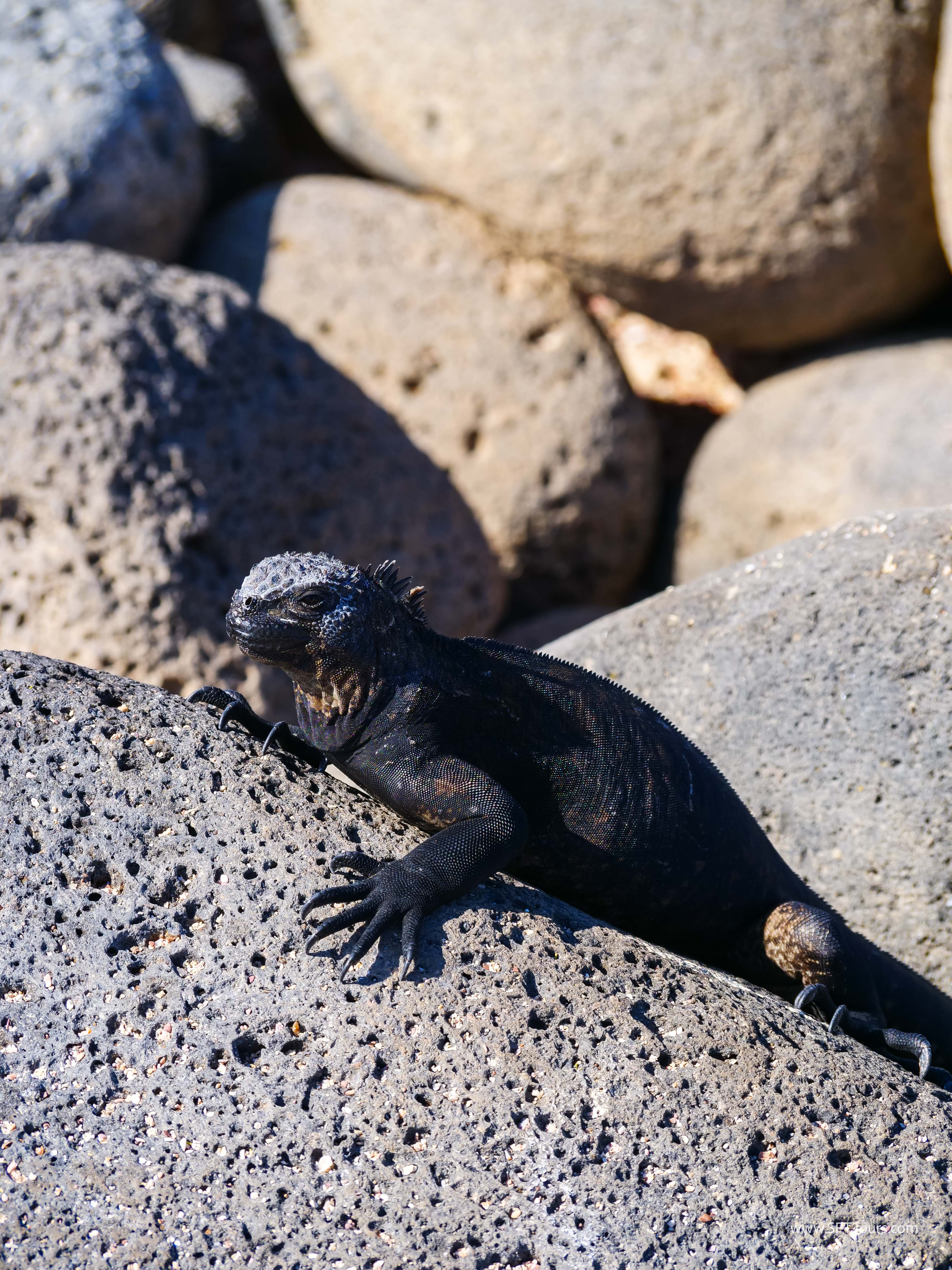 Galapagos Scouting 2025 L-199