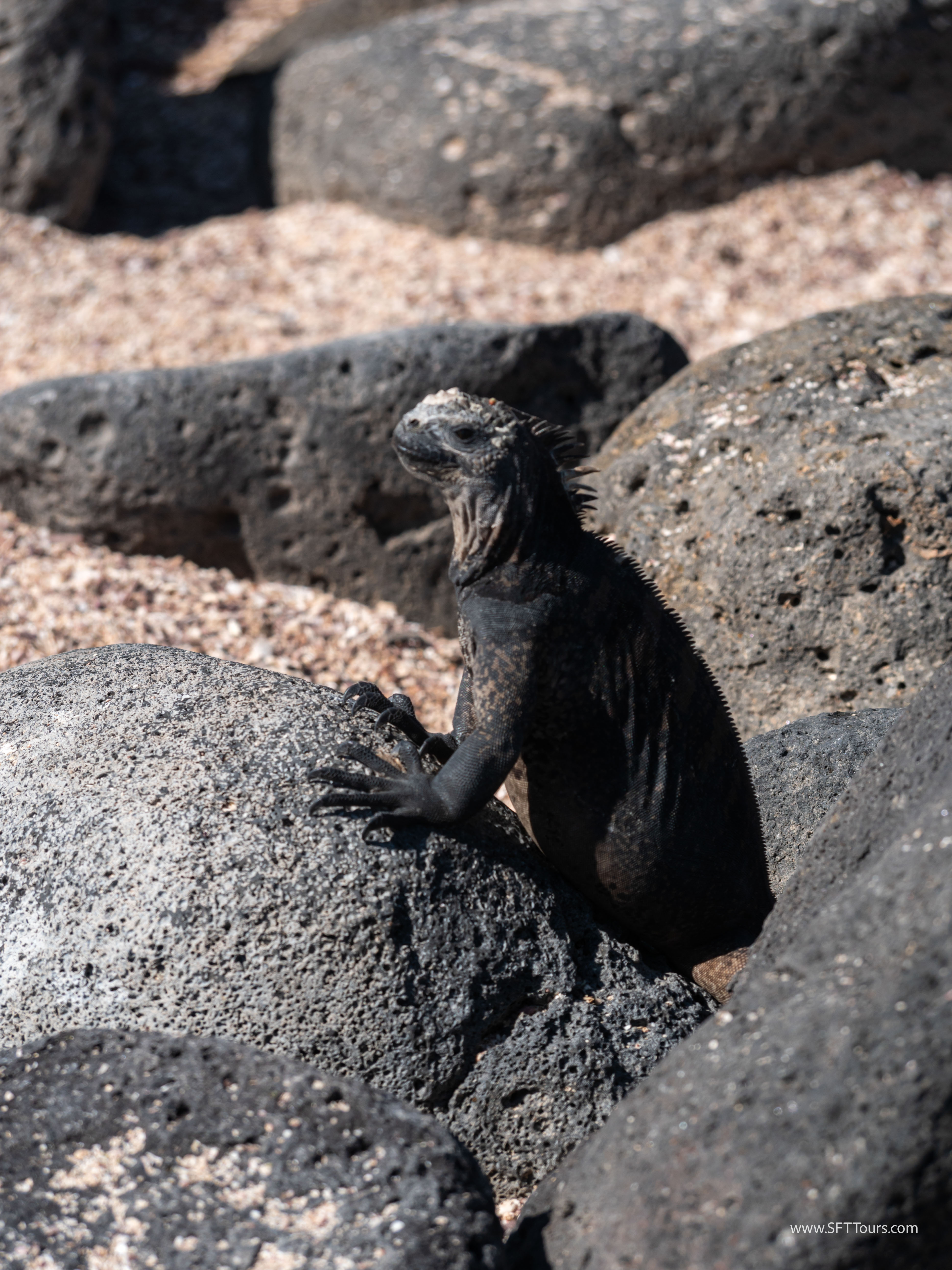 Galapagos Scouting 2025 L-200