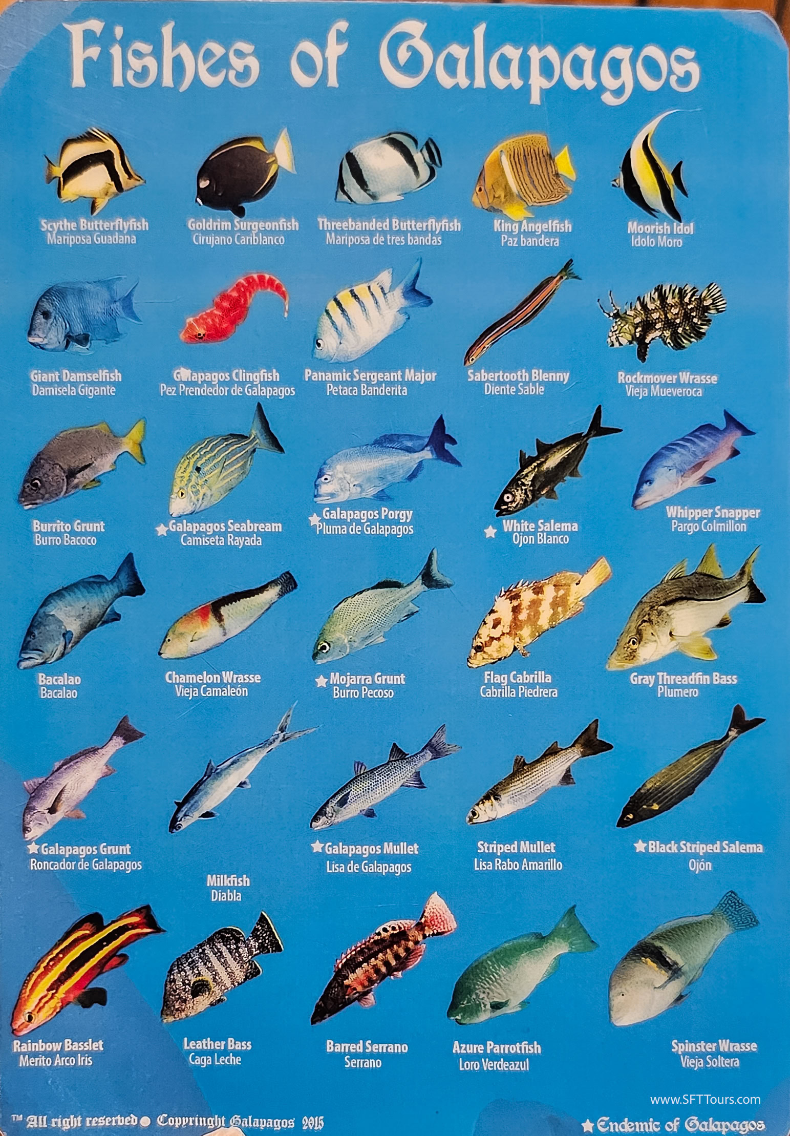Galapagos Scouting 2025 L-204