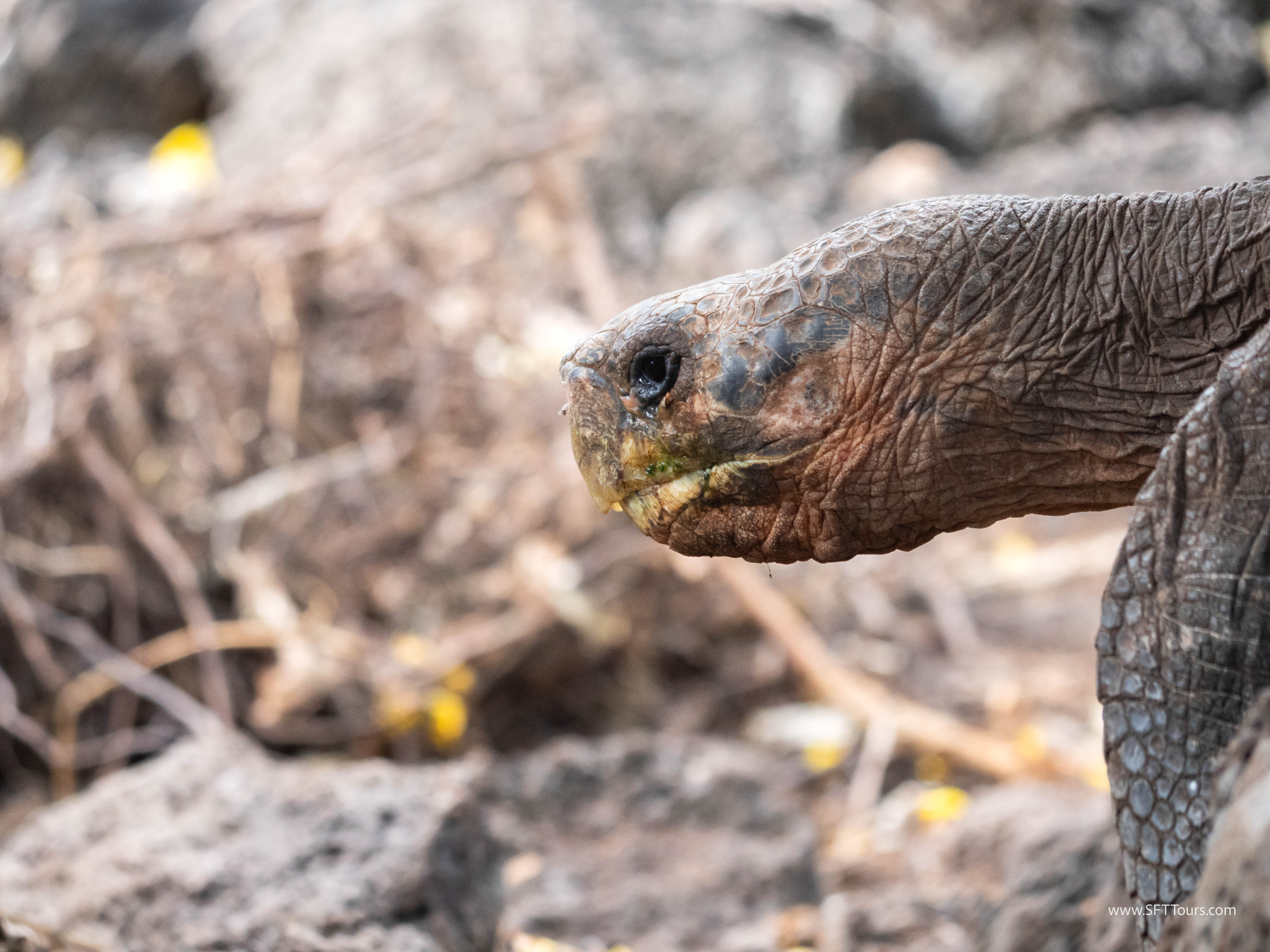 Galapagos Scouting 2025 L-208