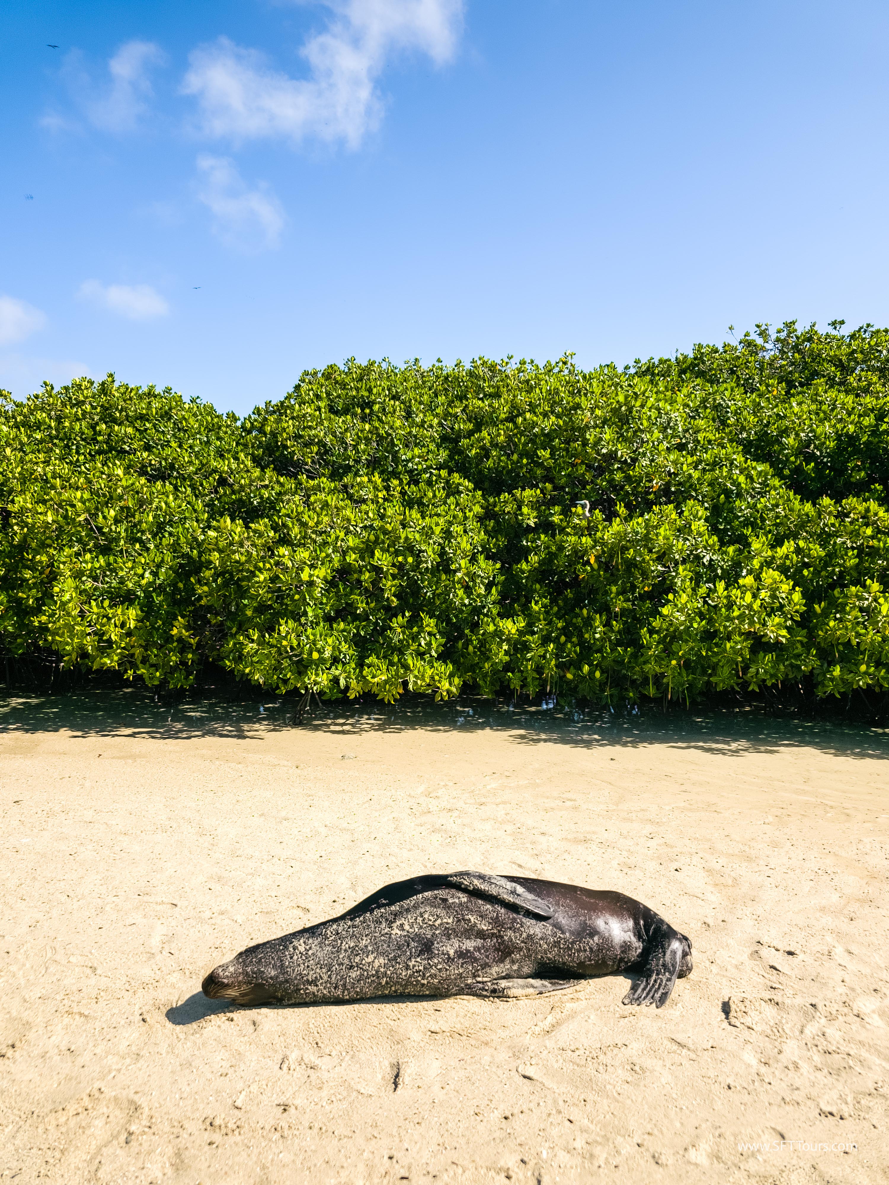 Galapagos Scouting 2025 L-54