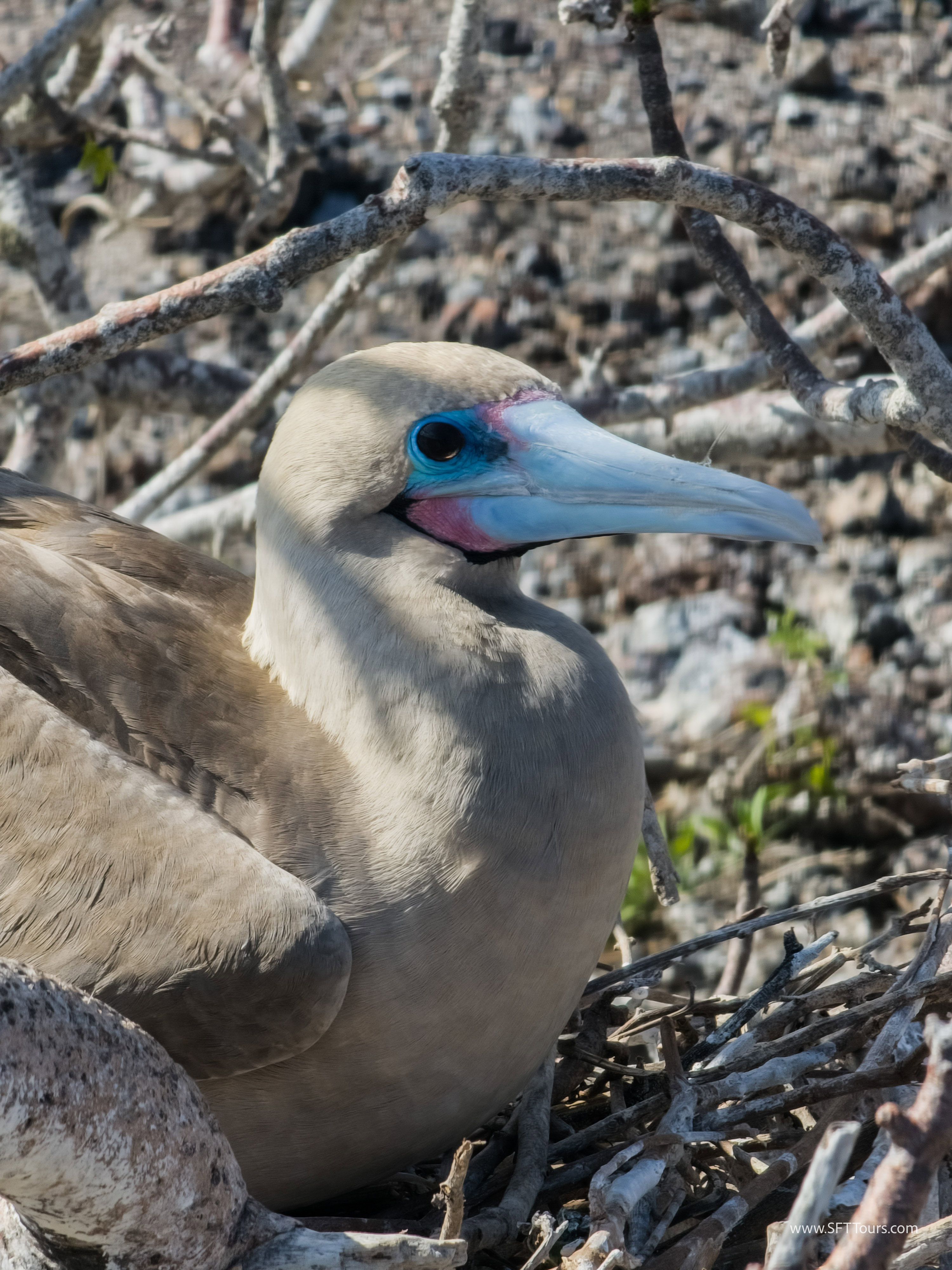 Galapagos Scouting 2025 L-66