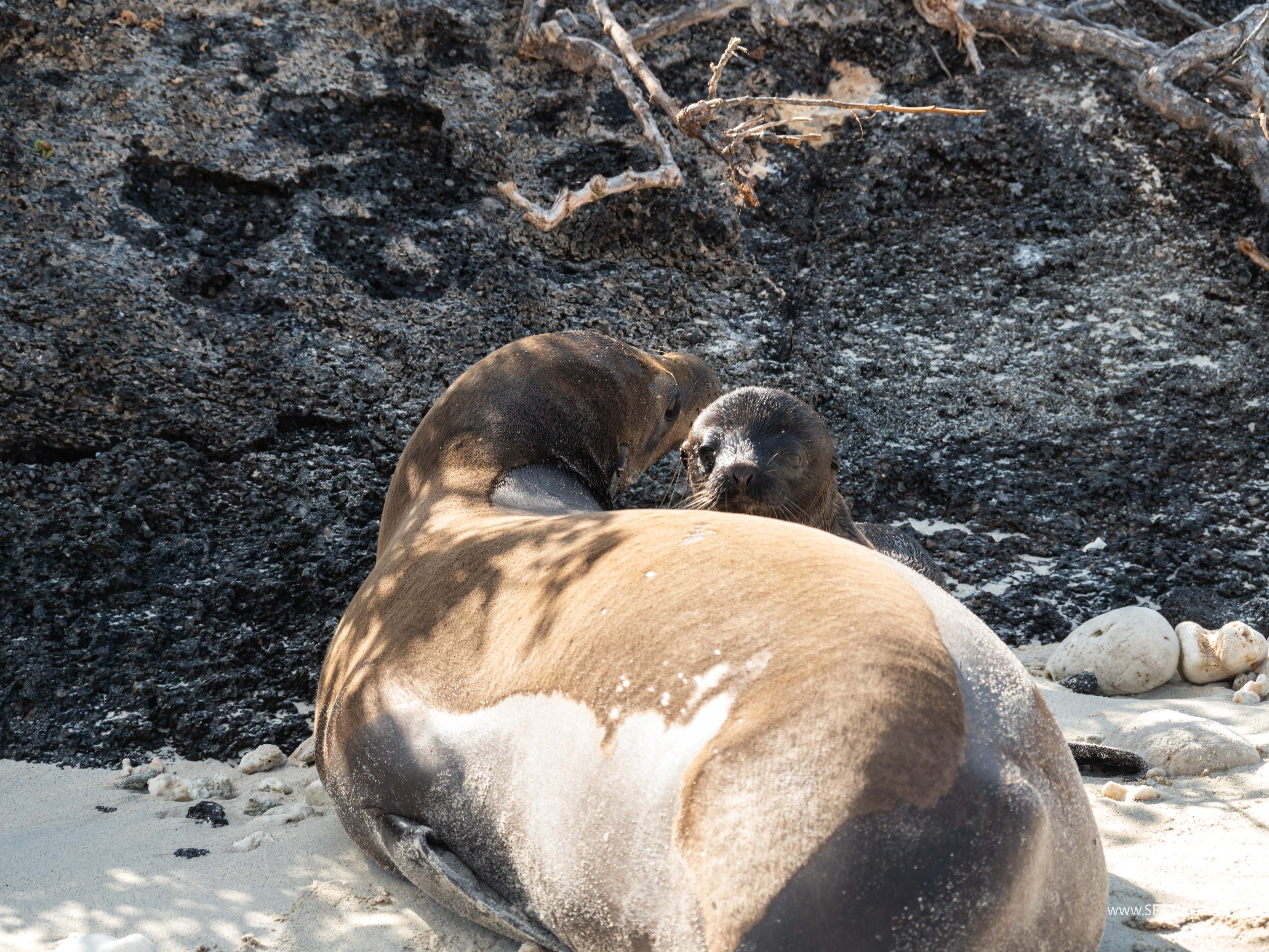 Galapagos Scouting 2025 L-80