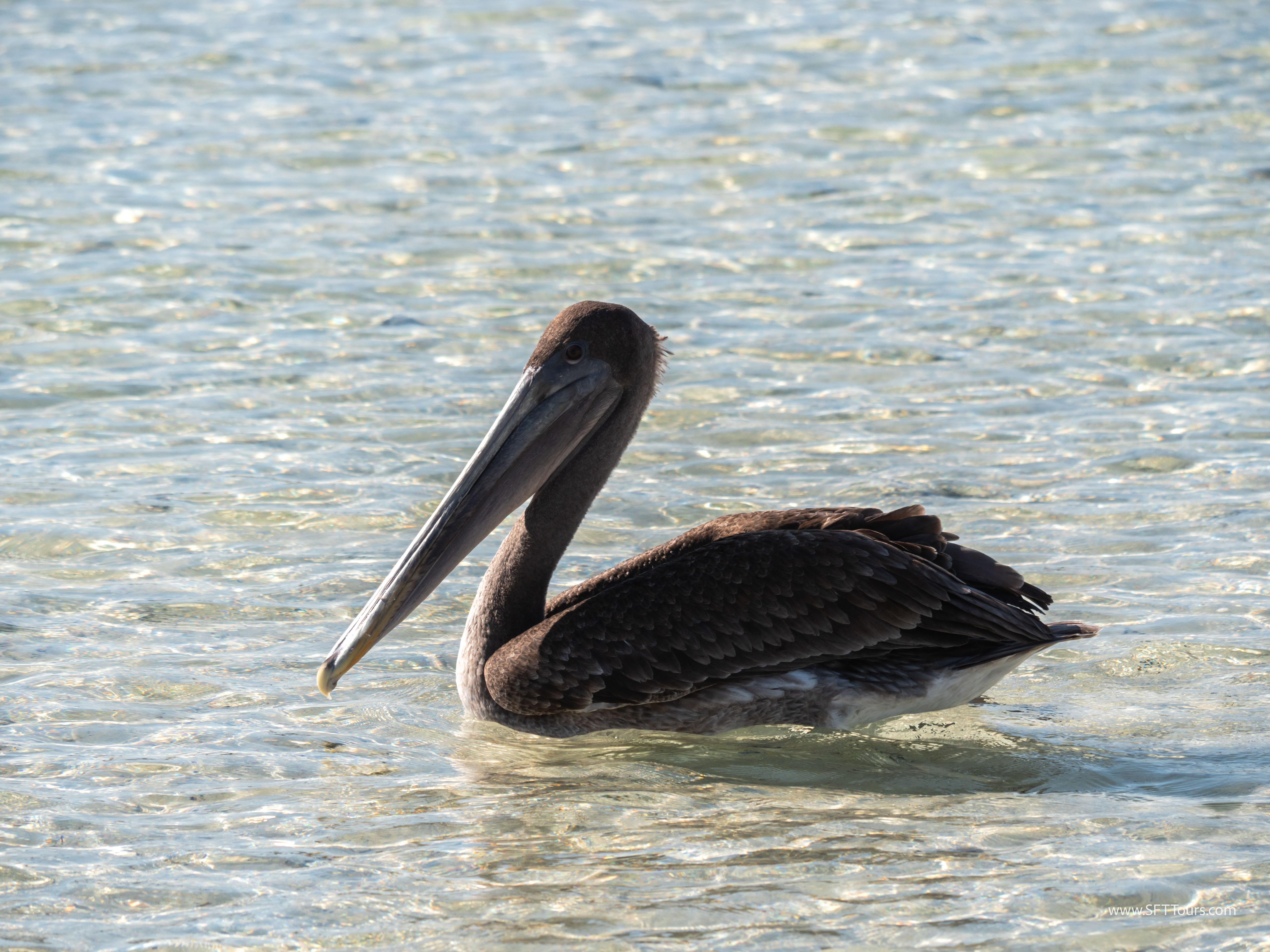 Galapagos Scouting 2025 L-85