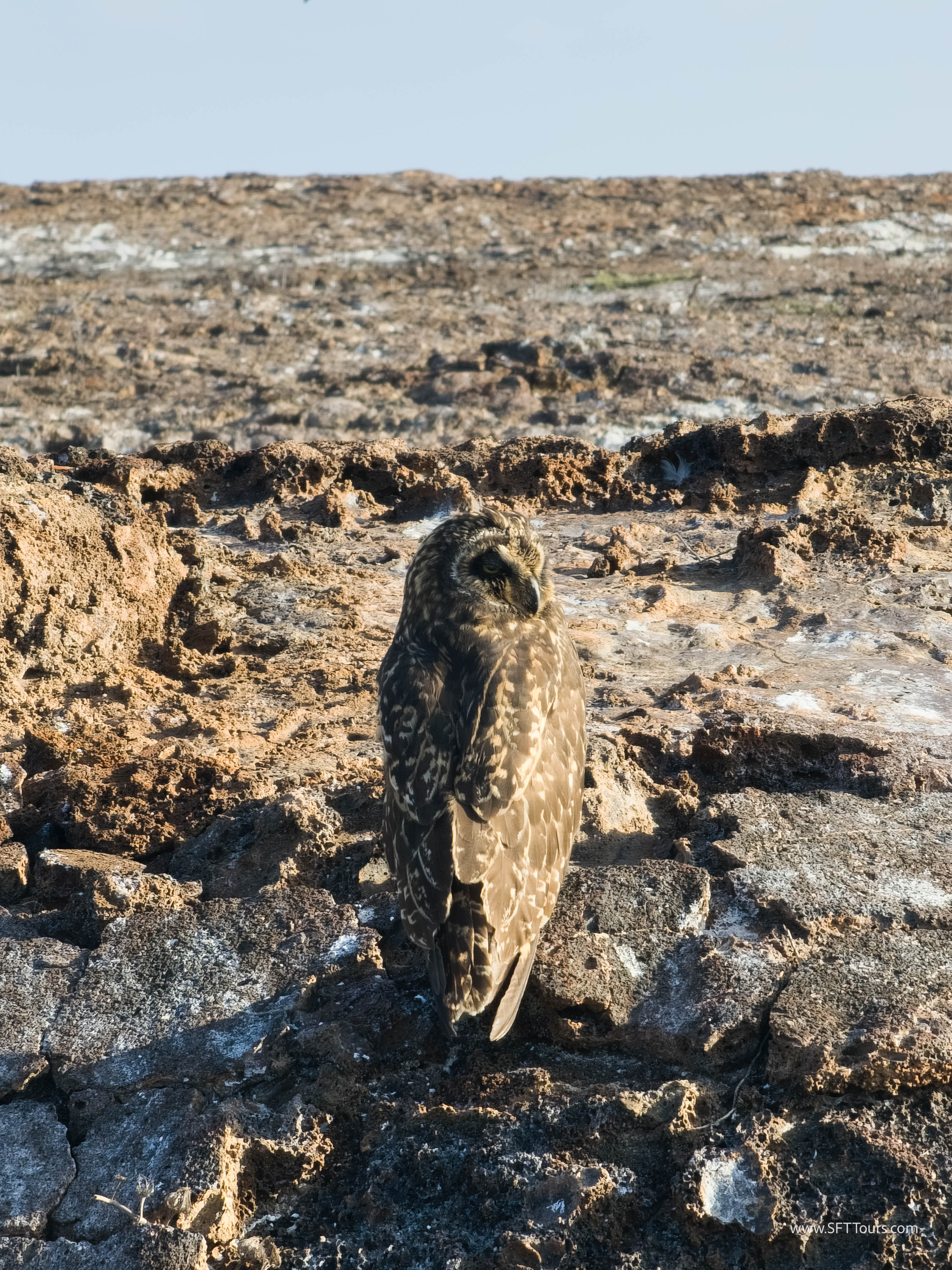 Galapagos Scouting 2025 L-86